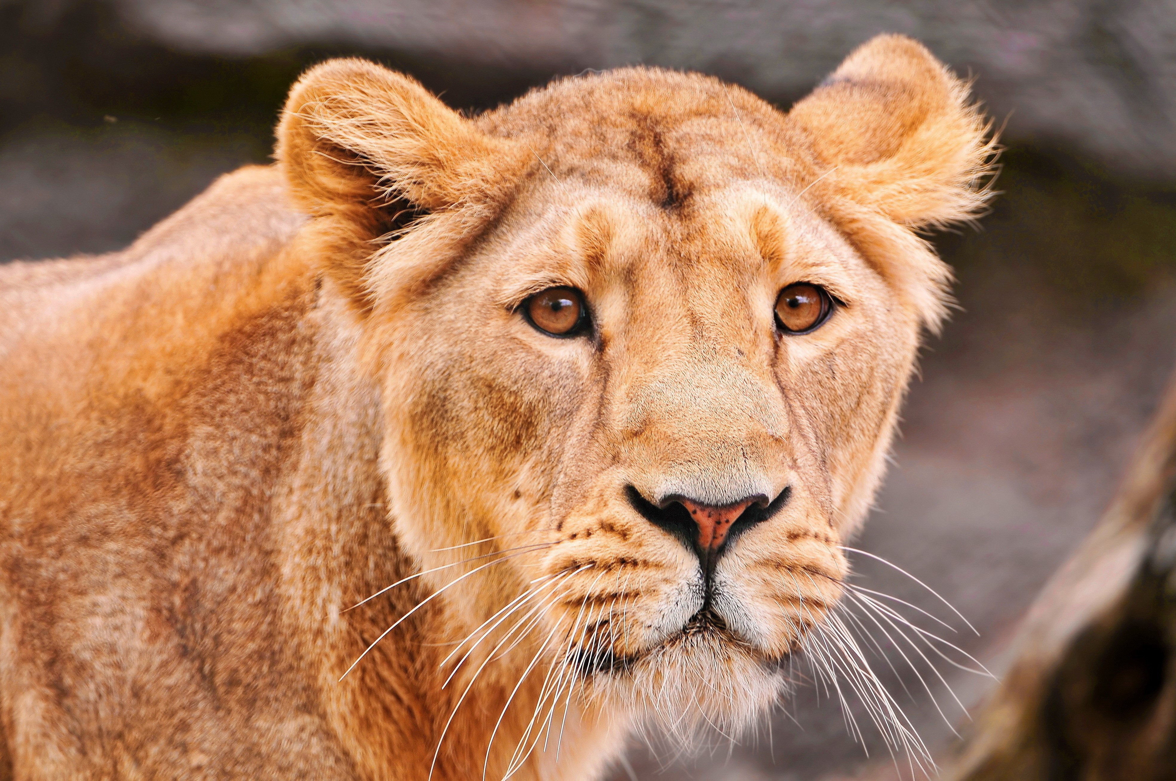 Lioness close-up portrait HD Wallpaper
