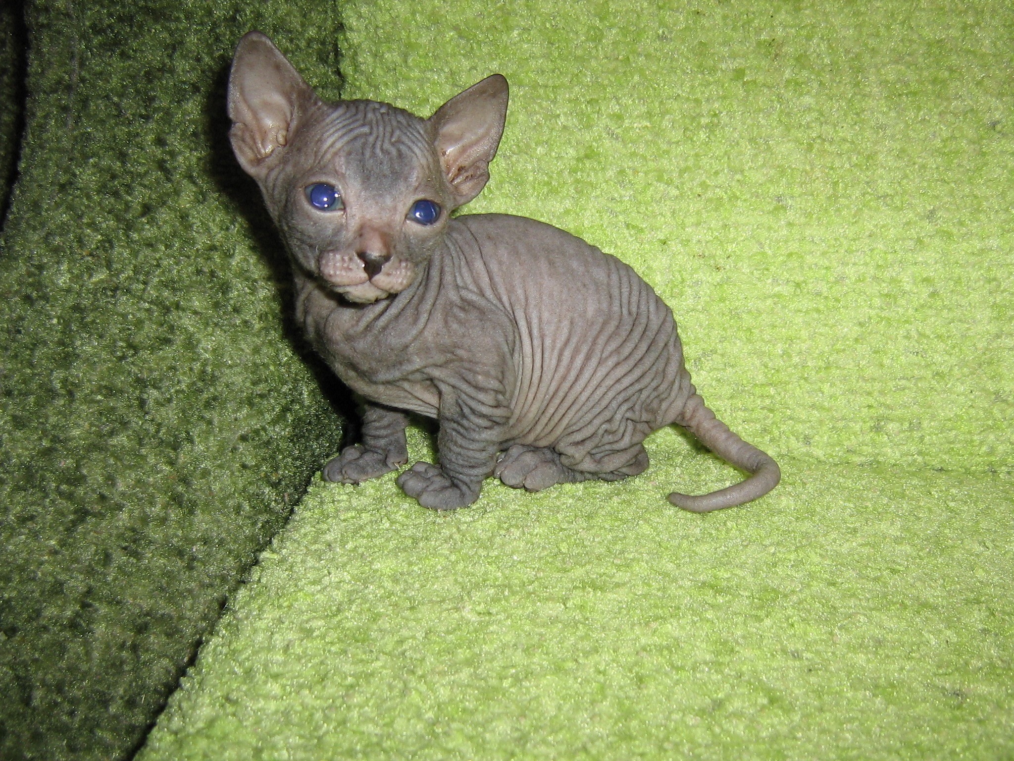 Sphynx kitten with blue eyes on green carpet HD Wallpaper