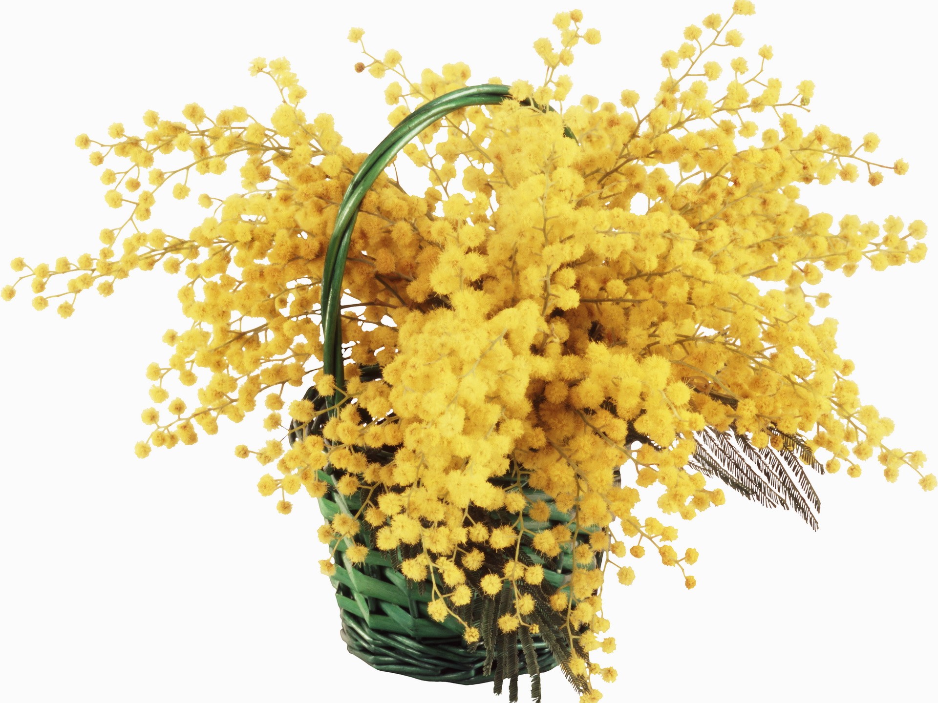 Basket of yellow mimosa flowers HD Wallpaper