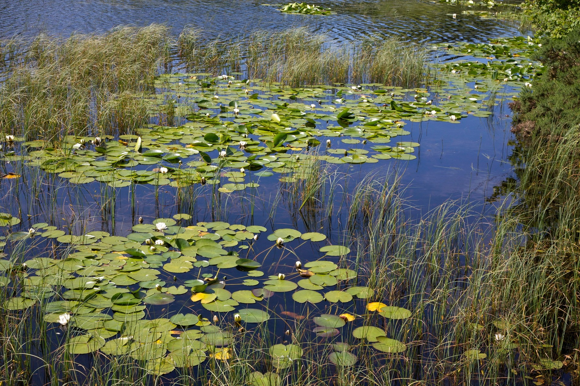 Lily pads and reeds in a lake HD Wallpaper