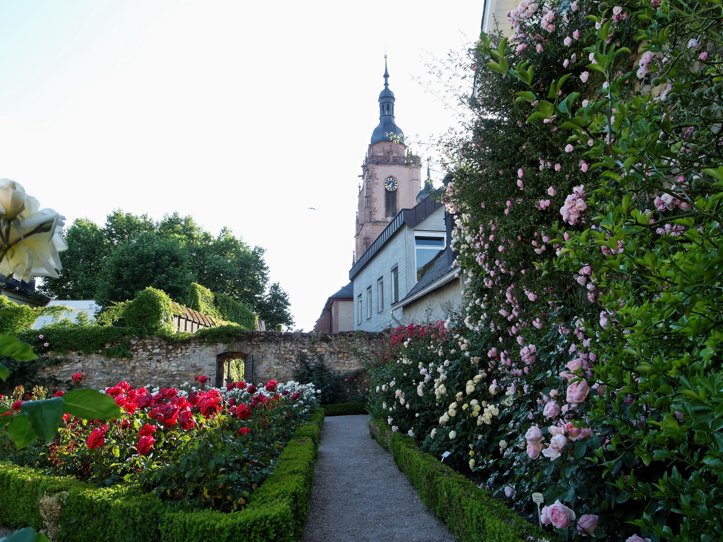 Rose garden with church tower in Eltville, Germany HD Wallpaper