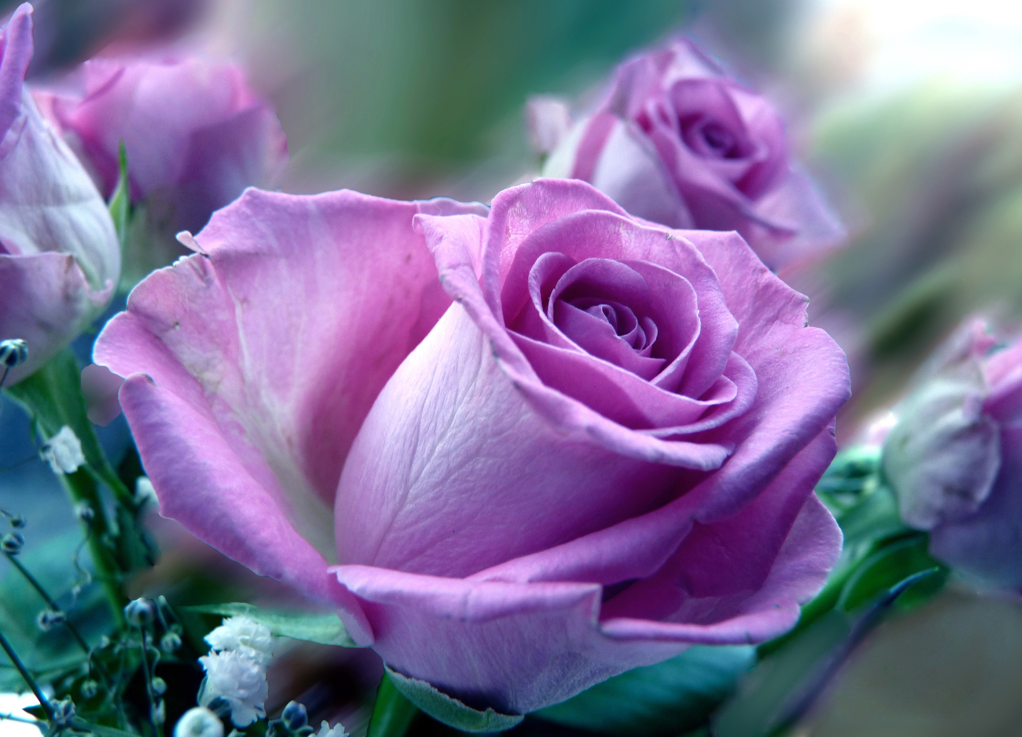 Close-up of purple roses with soft focus background HD Wallpaper