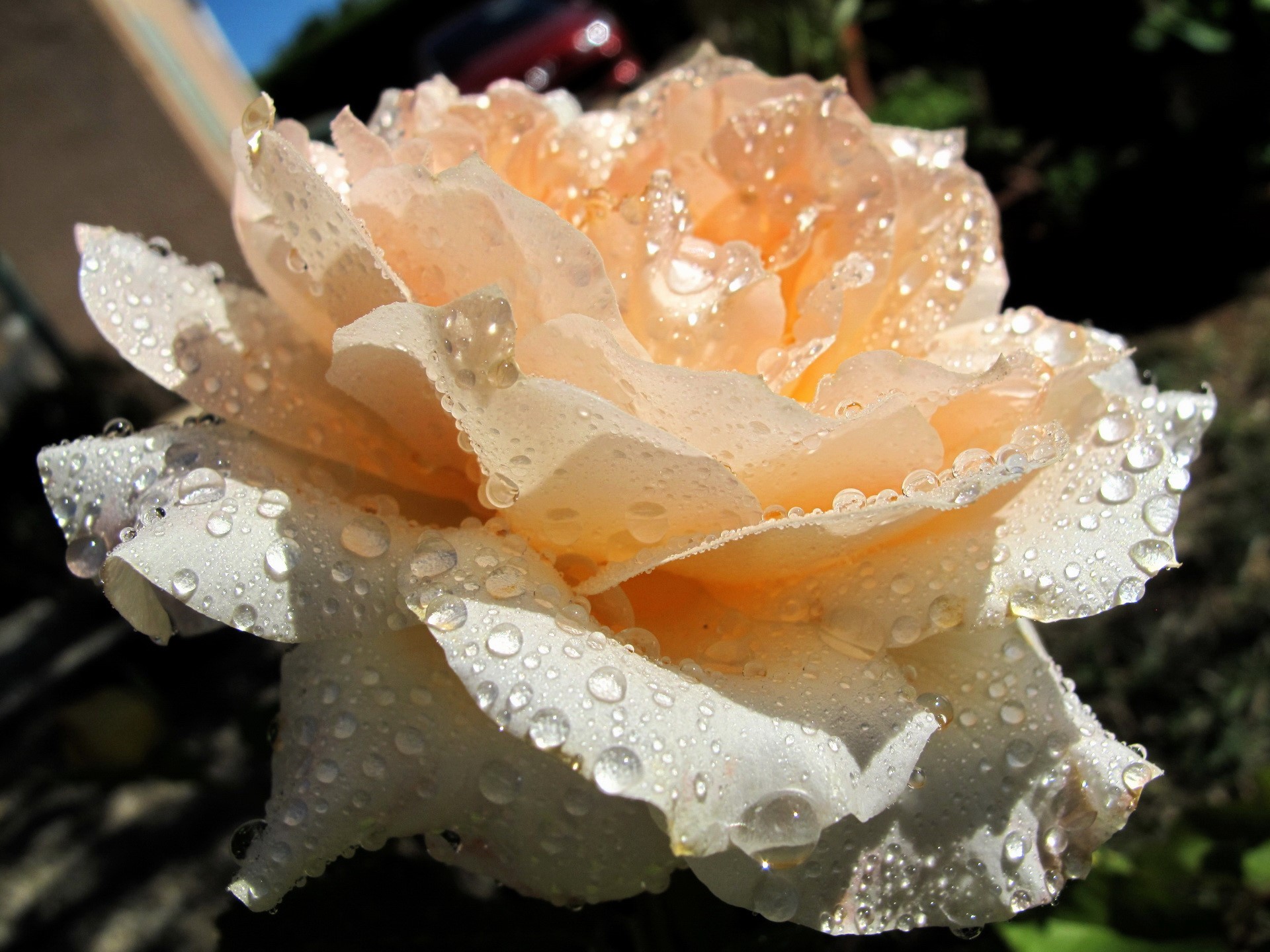 Close-up of a peach rose with water droplets HD Wallpaper
