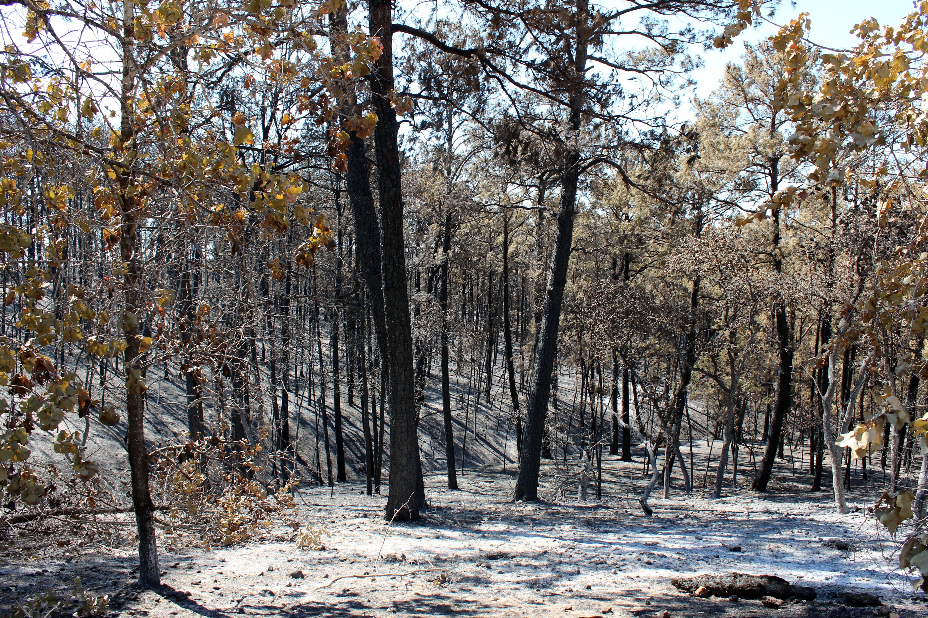 Burned forest in Bastrop State Park, Texas HD Wallpaper