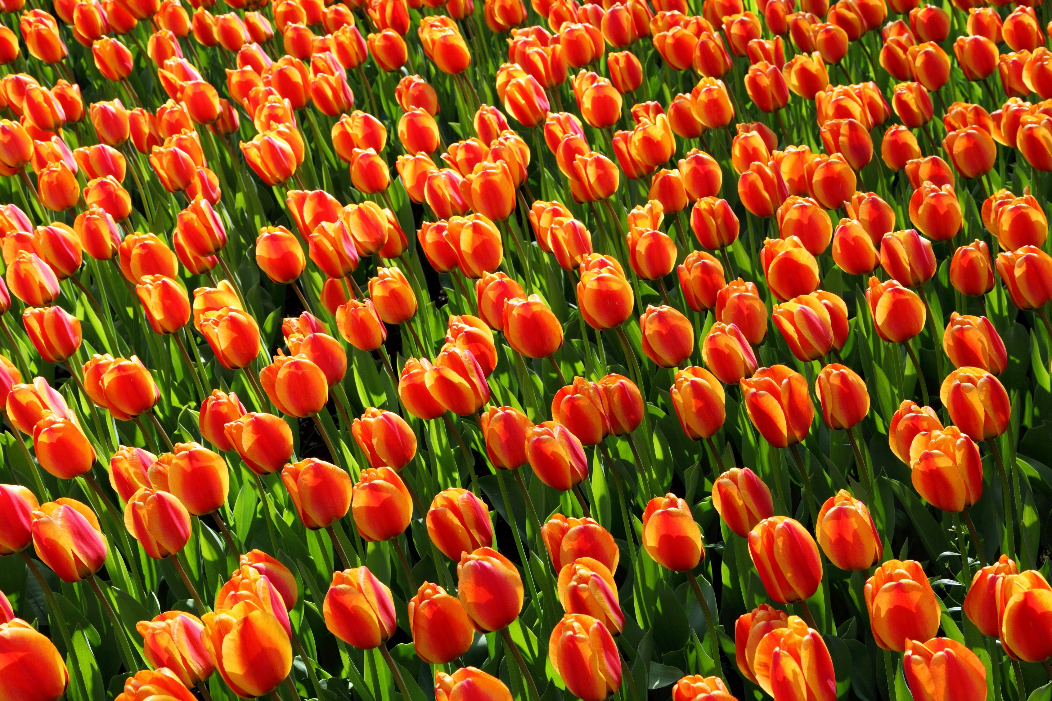 Field of Orange Tulips HD Wallpaper
