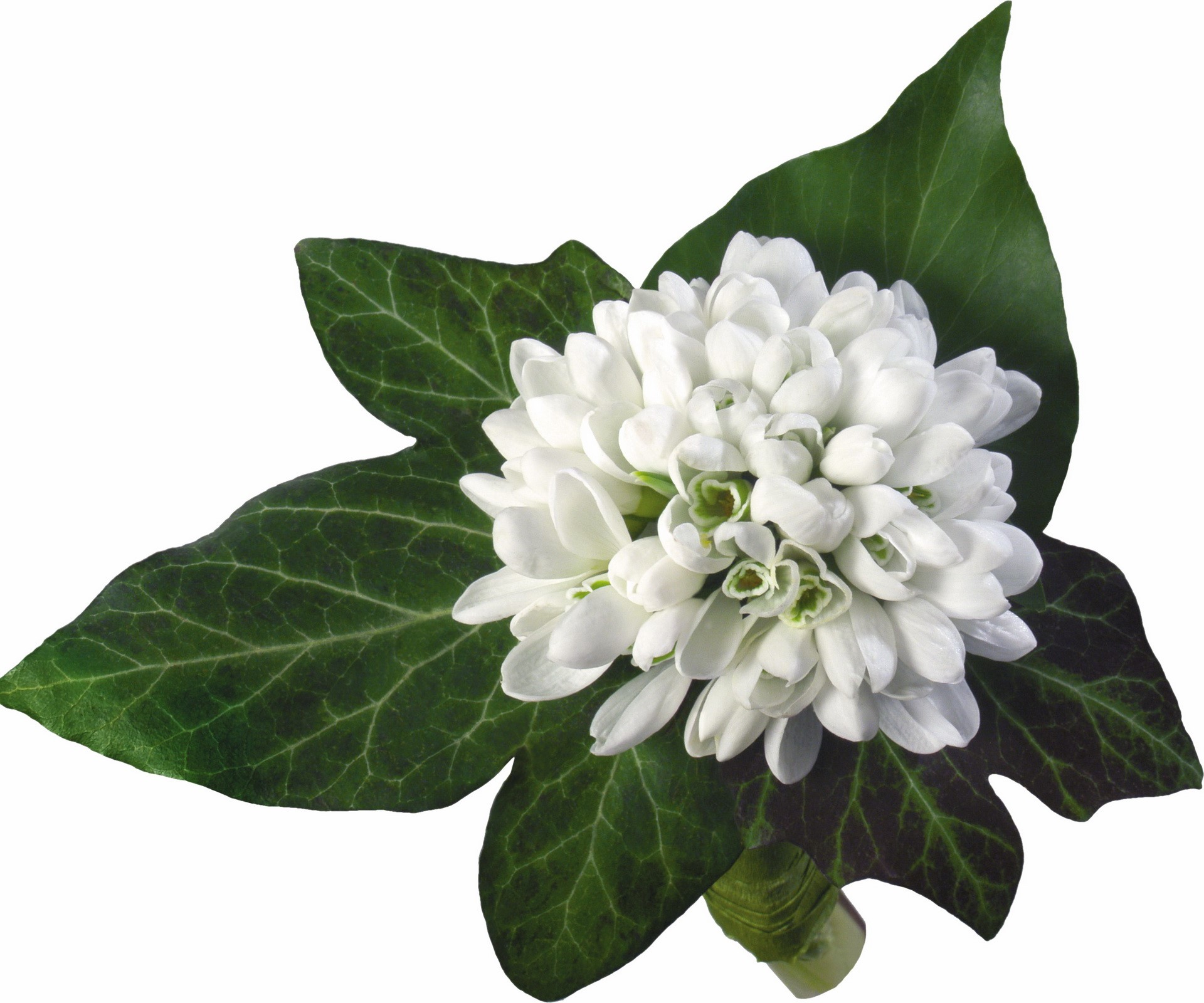 Bouquet of white snowdrops with green ivy leaves HD Wallpaper