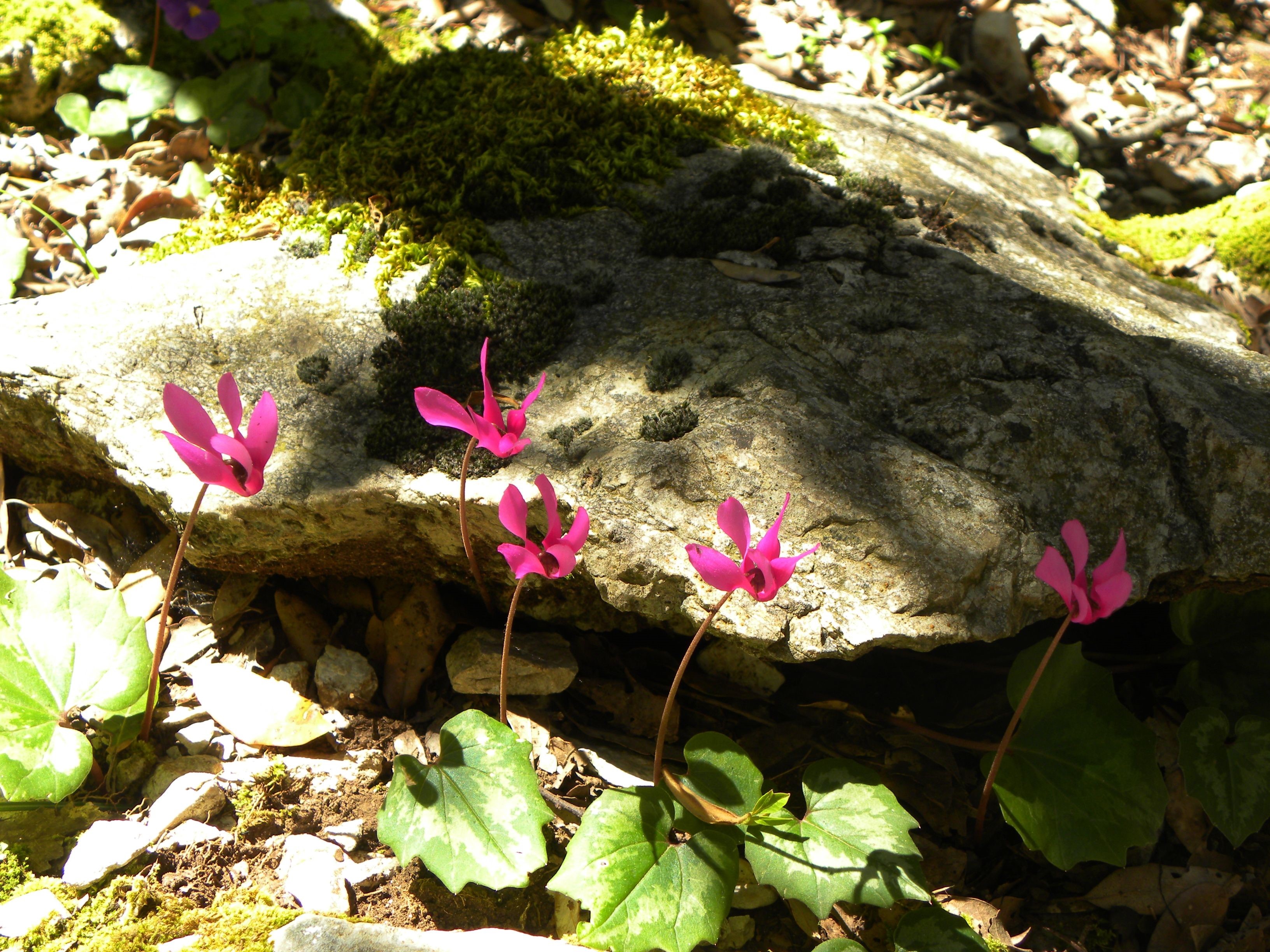 Pink Cyclamen flowers by a rock HD Wallpaper