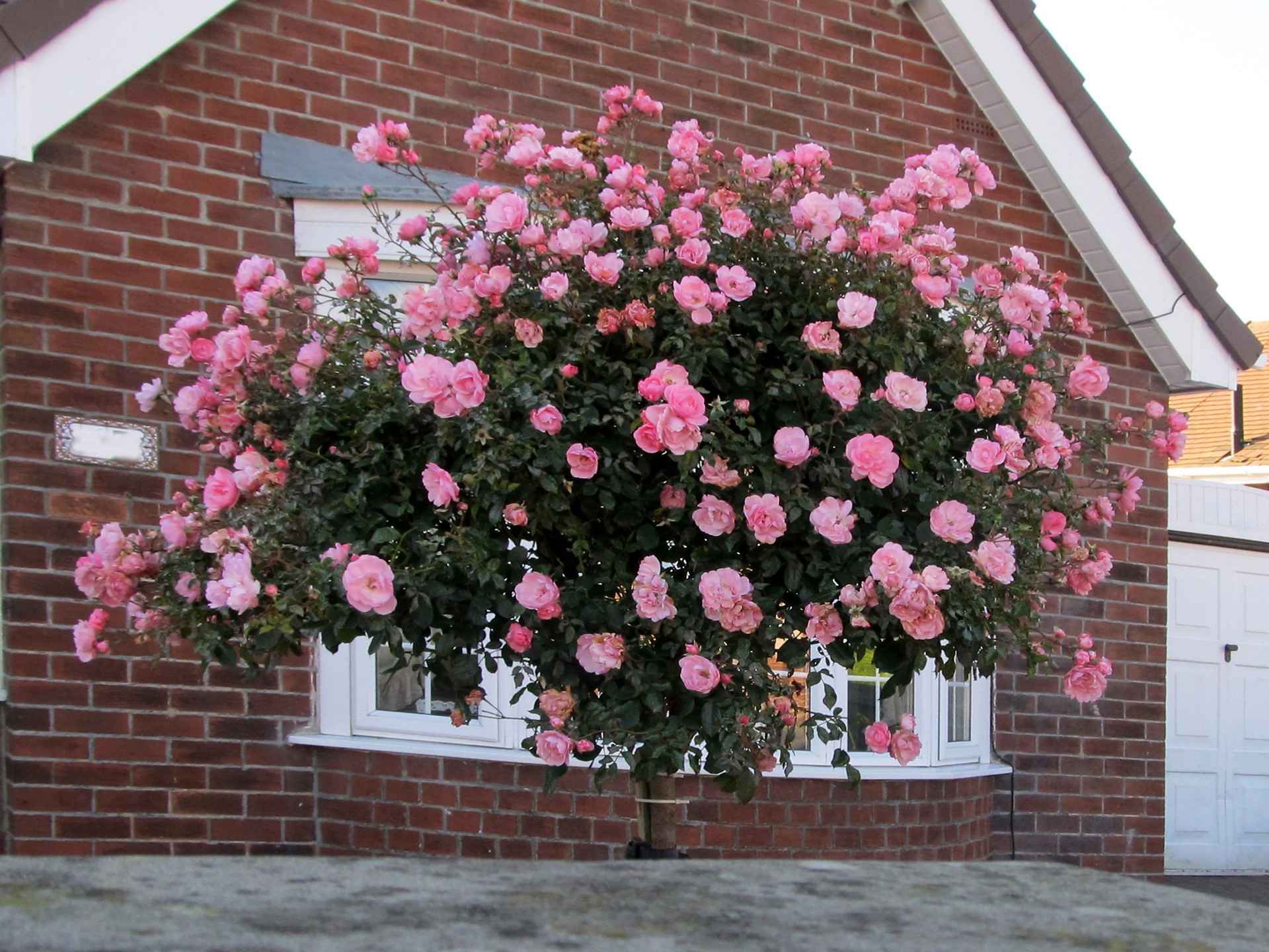 Pink rose tree in front of a brick house HD Wallpaper