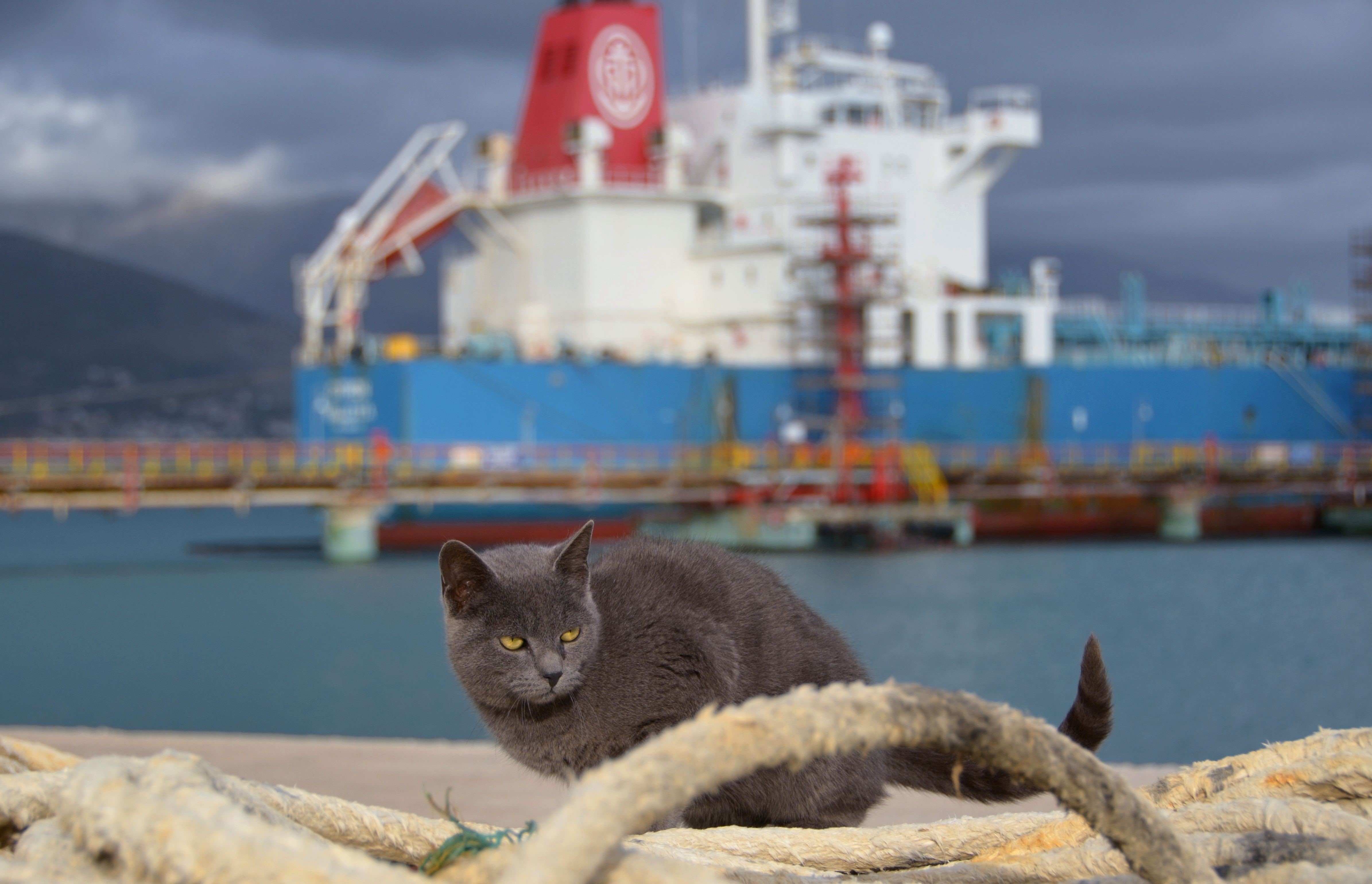 Gray cat on dock with ship in background HD Wallpaper