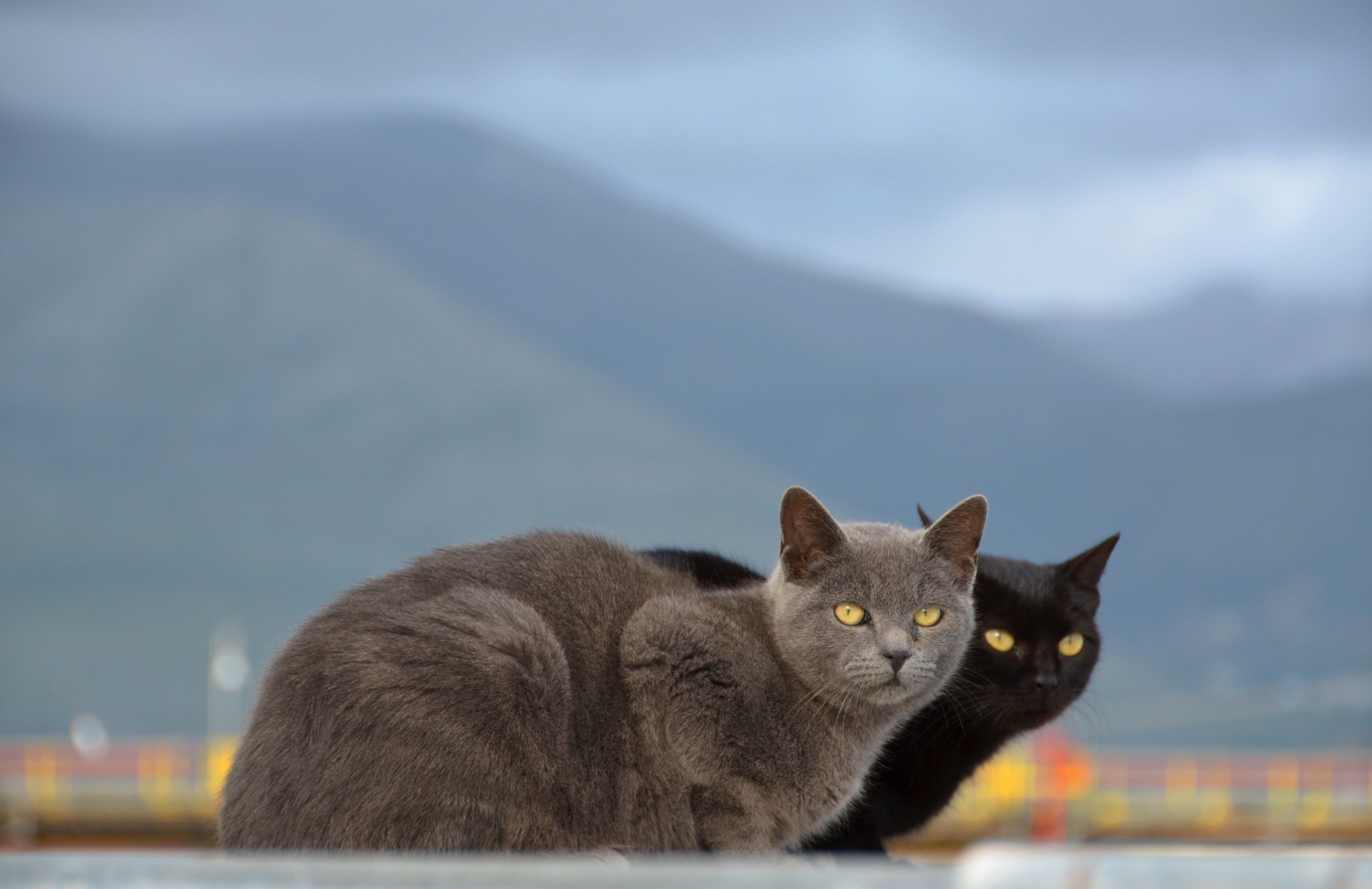 Two cats, one grey and one black, sit outdoors HD Wallpaper