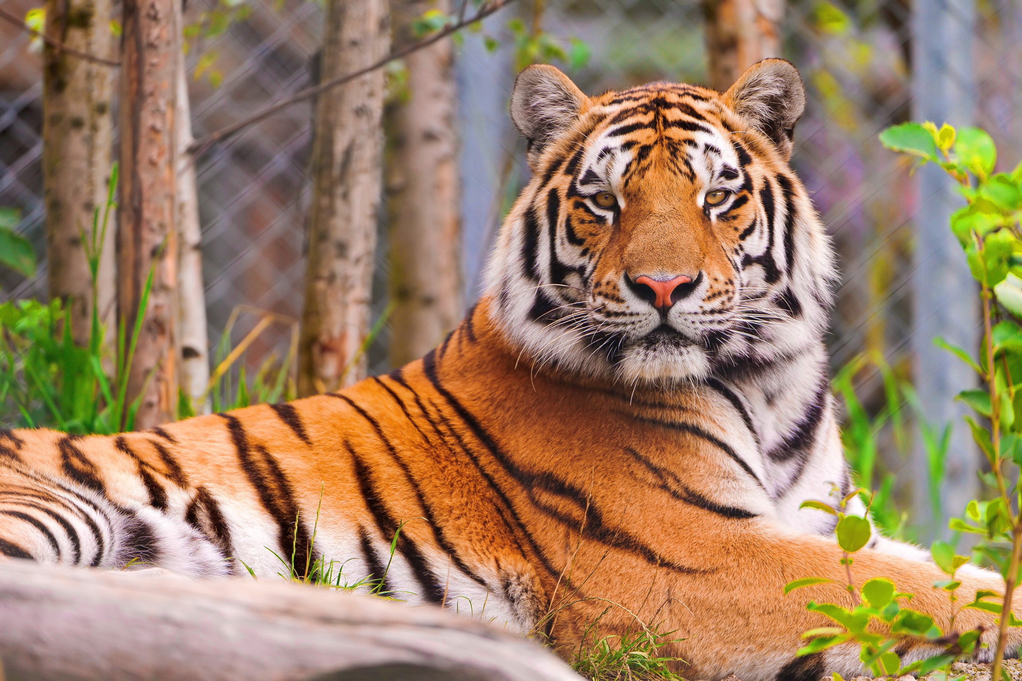 Tiger lying down in a zoo enclosure HD Wallpaper
