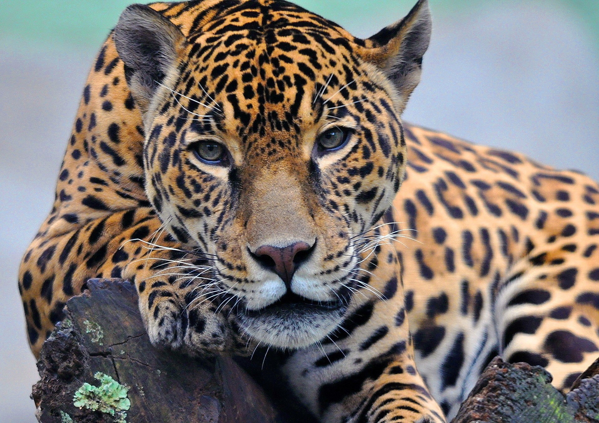 Jaguar resting on a log HD Wallpaper