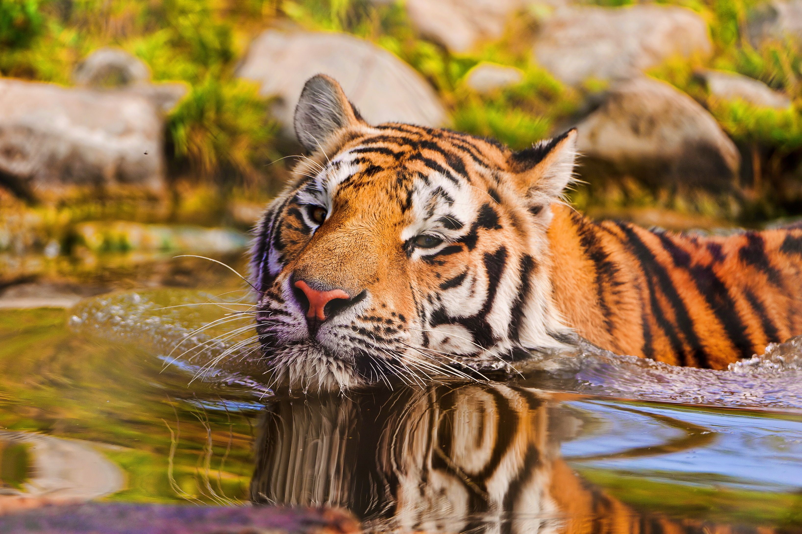 Tiger swimming in water with reflection HD Wallpaper