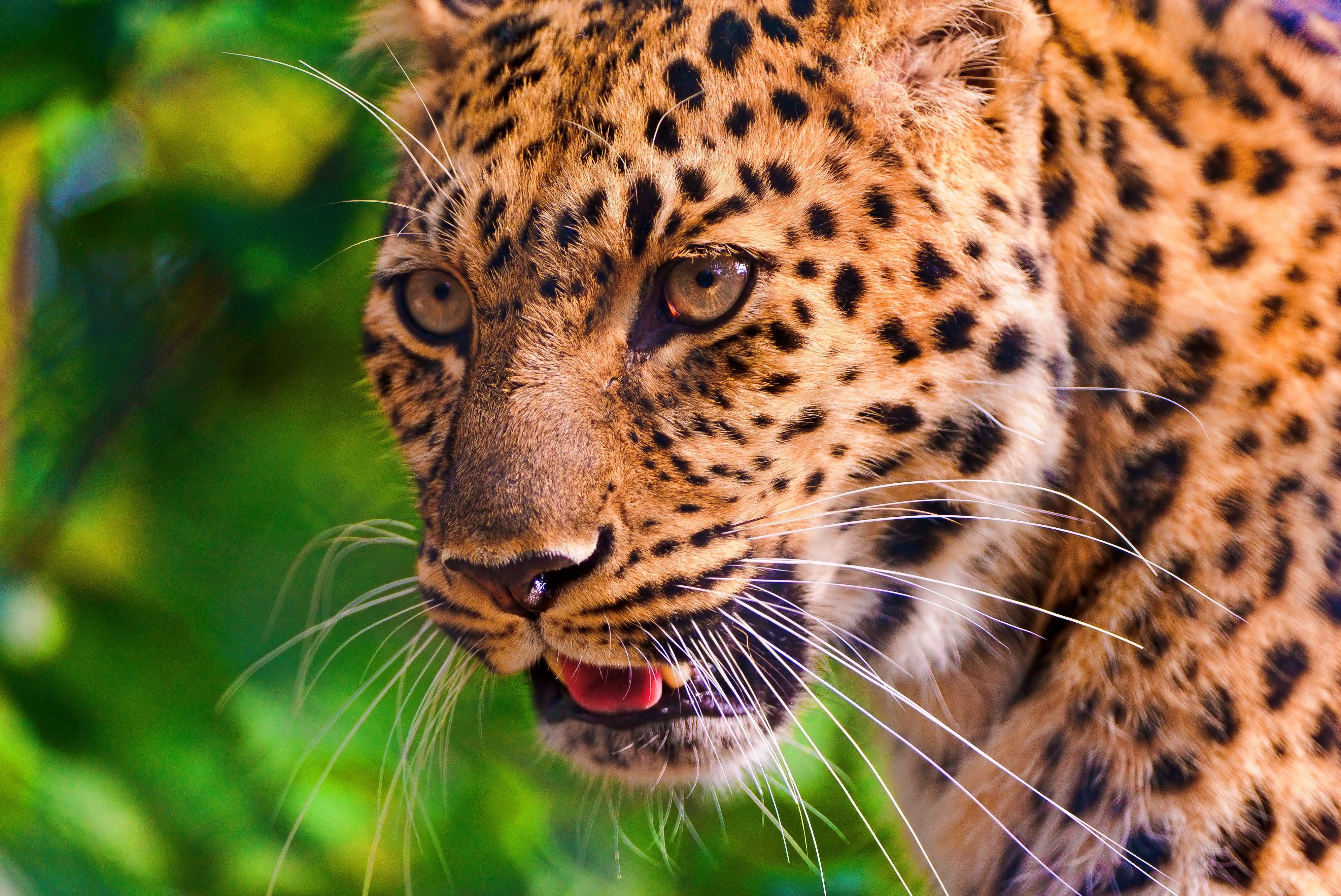 4K Leopard Close-up HD Wallpaper