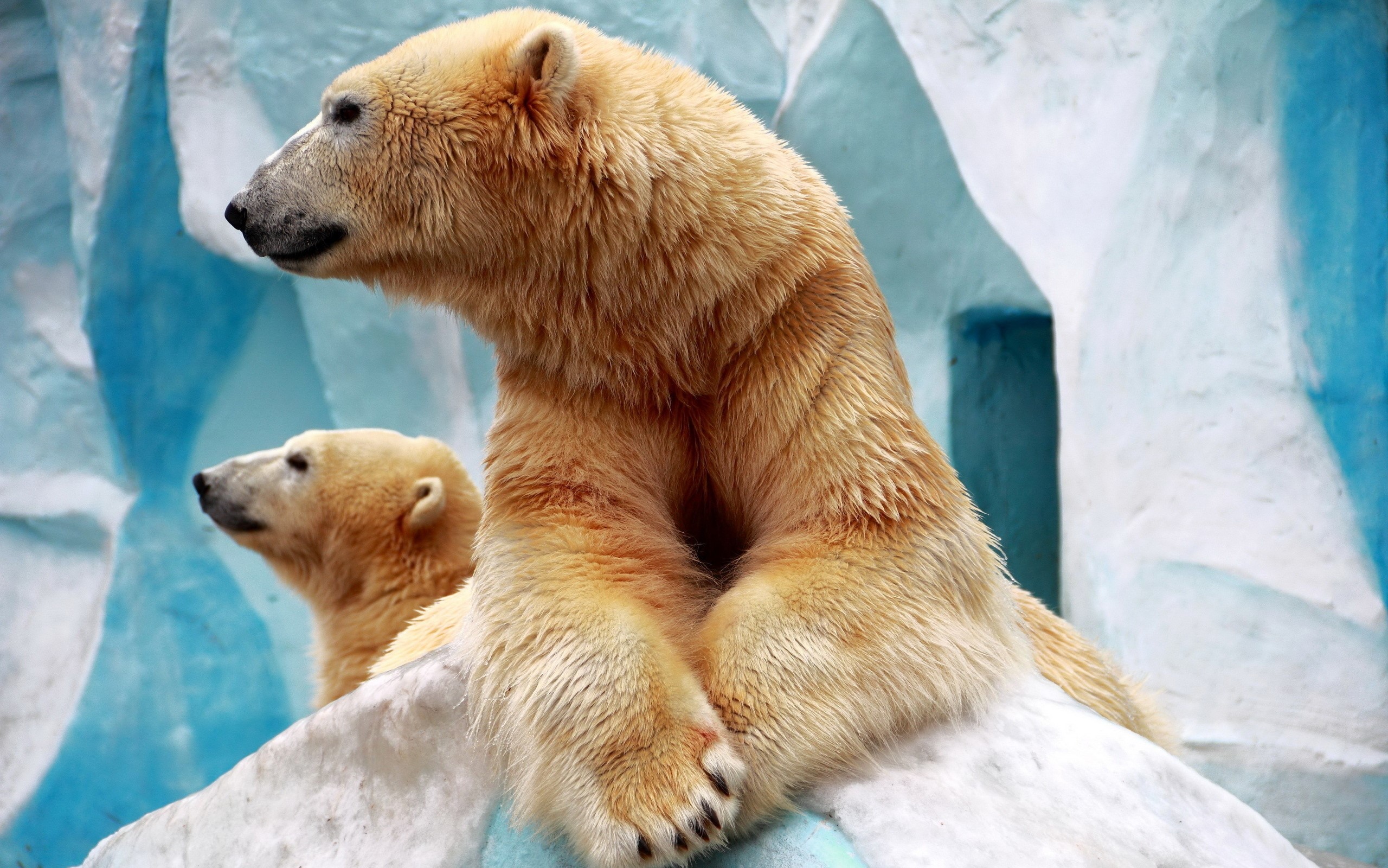 Two polar bears in an icy enclosure HD Wallpaper