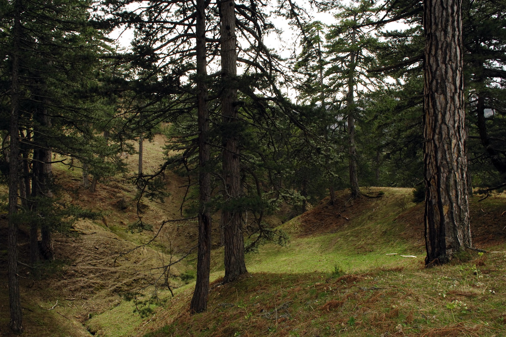 Pine forest on a hillside HD Wallpaper
