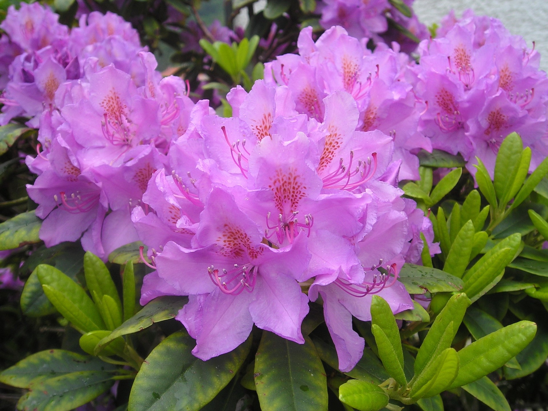 Close-up of pink Rhododendron flowers and green leaves HD Wallpaper