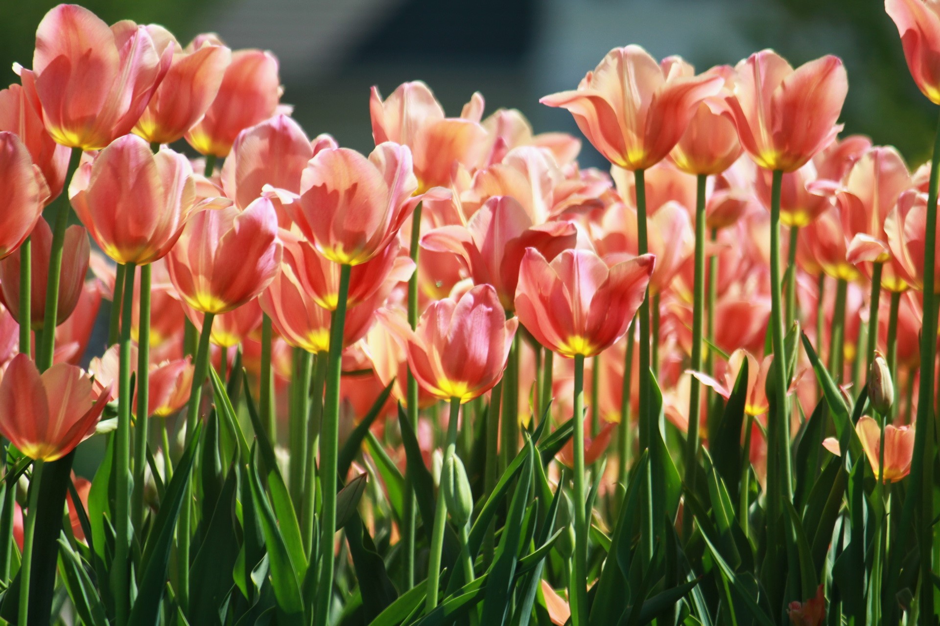 A field of pink and orange tulips HD Wallpaper