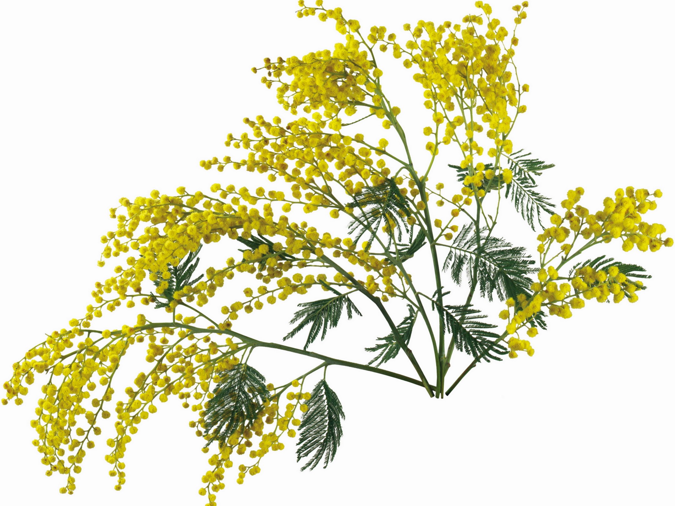 Silver wattle flowers and leaves HD Wallpaper