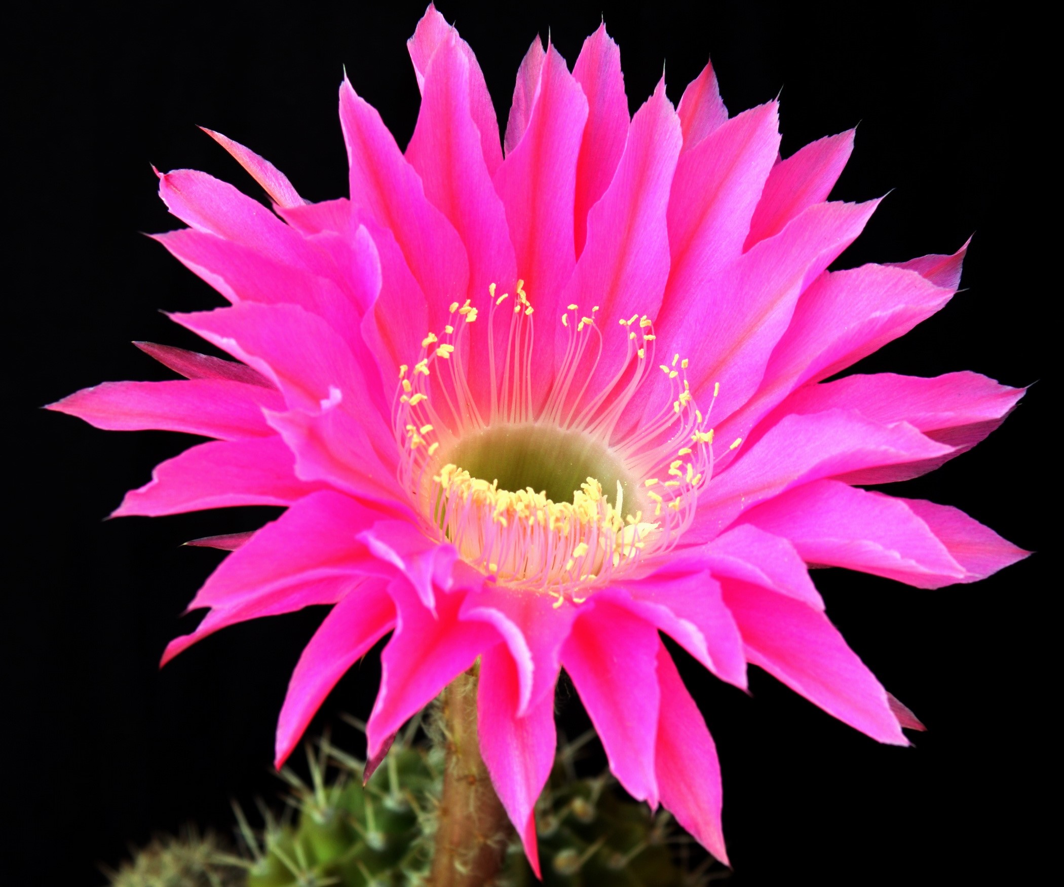 Cactuses HD Wallpaper