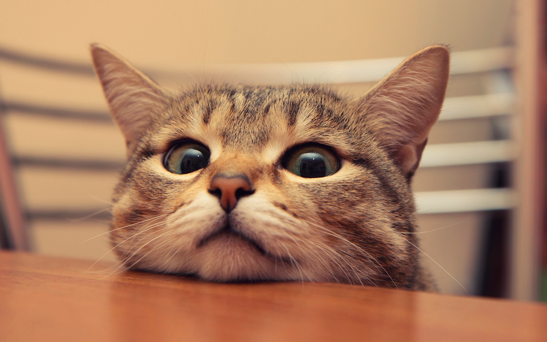 Cats HD Wallpaper