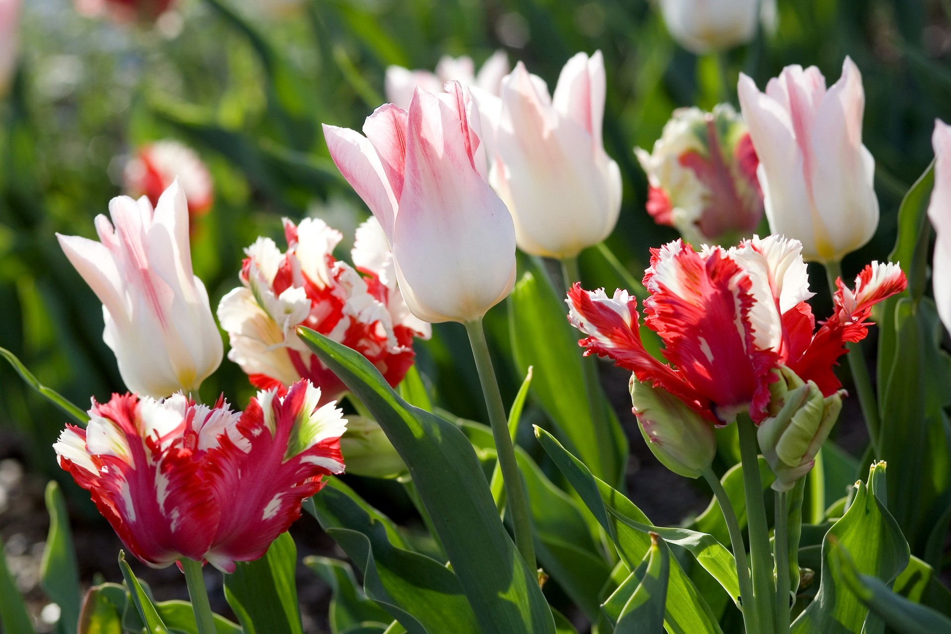 Red and white parrot tulips in a garden HD Wallpaper