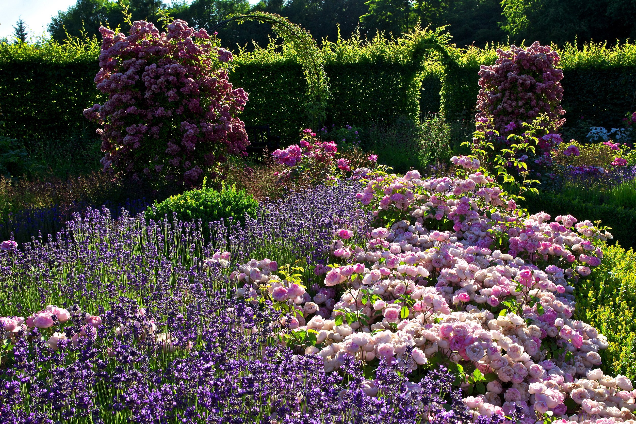 Rosengarten Merzig Park in Germany HD Wallpaper