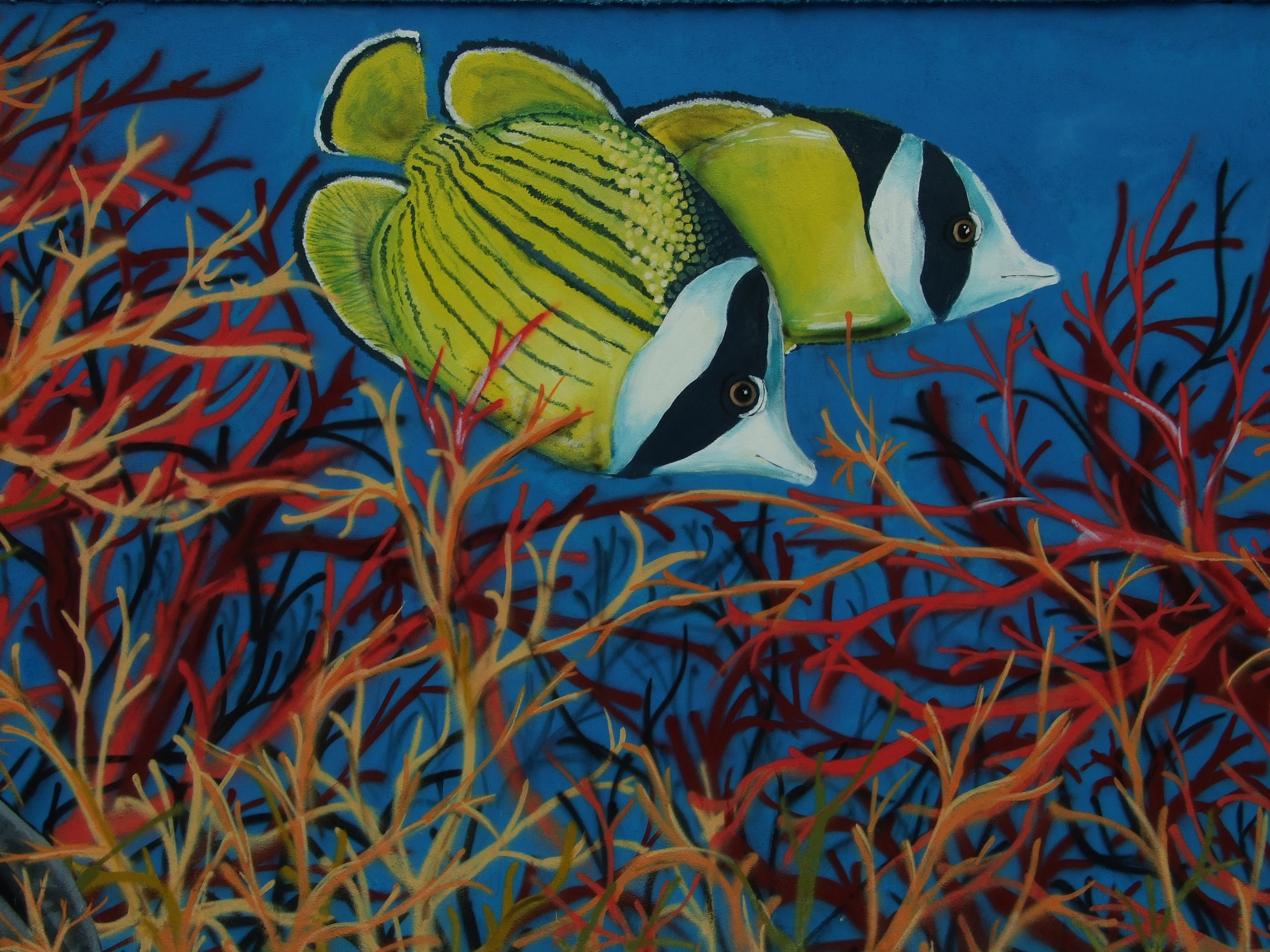 Two yellow butterflyfish swim among red and orange coral HD Wallpaper