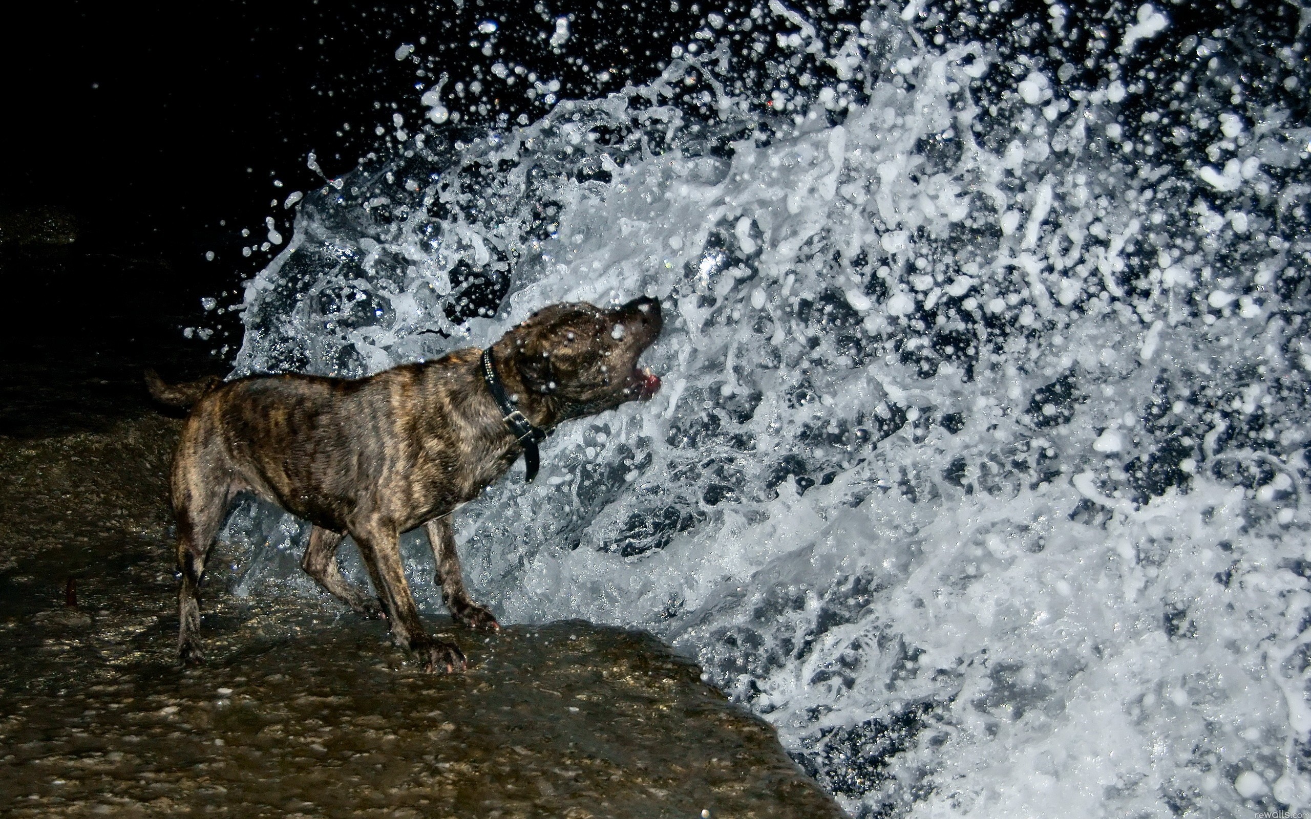 Brindle dog in crashing waves HD Wallpaper