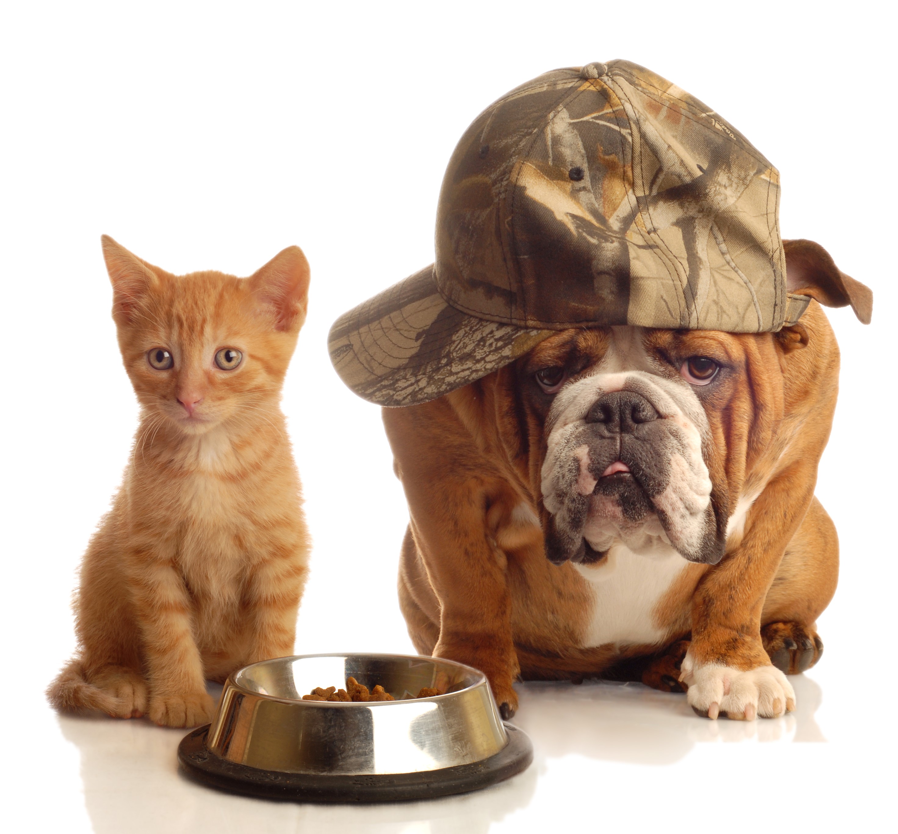 Kitten and Bulldog with Camouflage Hat and Food Bowl HD Wallpaper