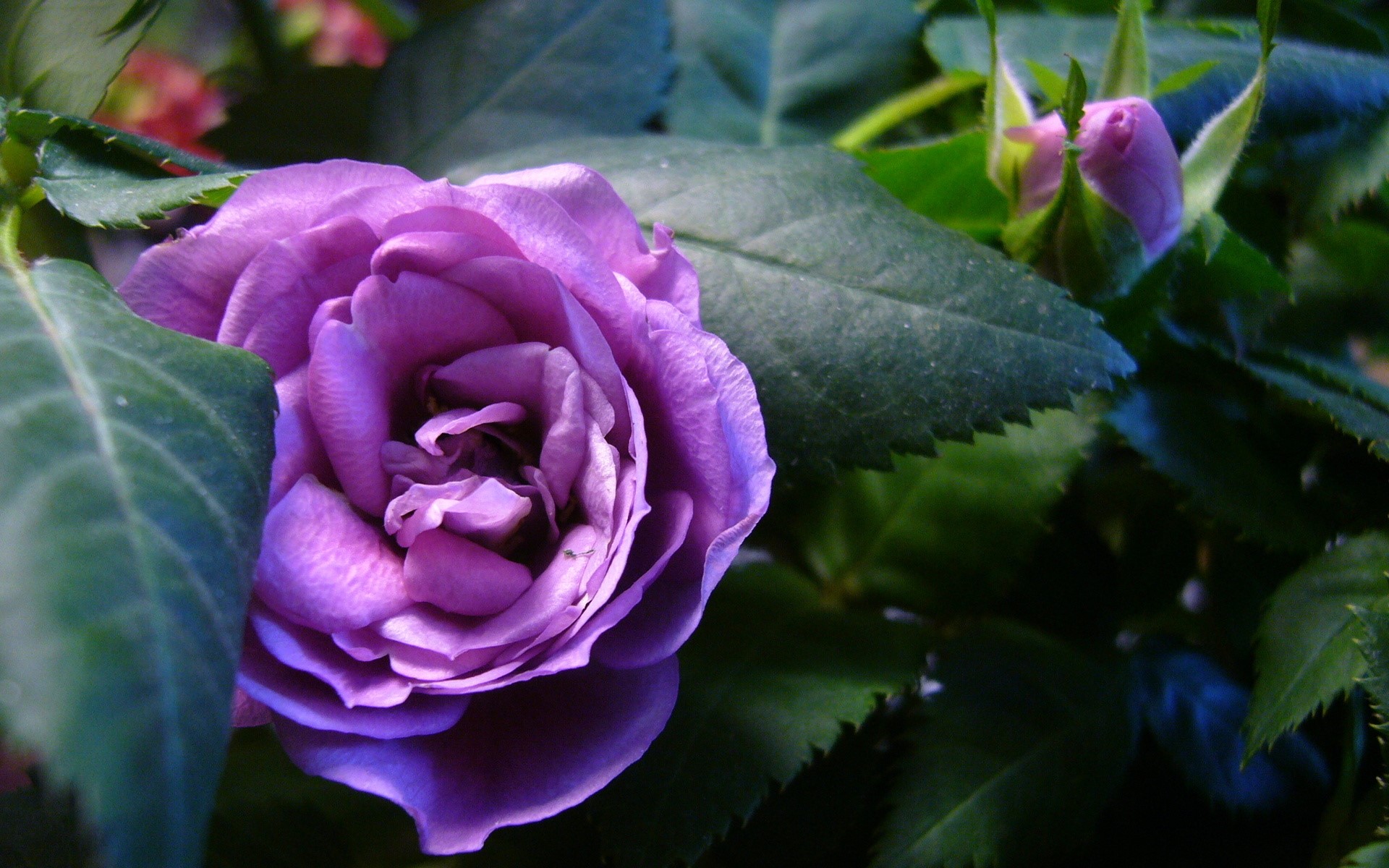 Purple rose with buds and green leaves HD Wallpaper
