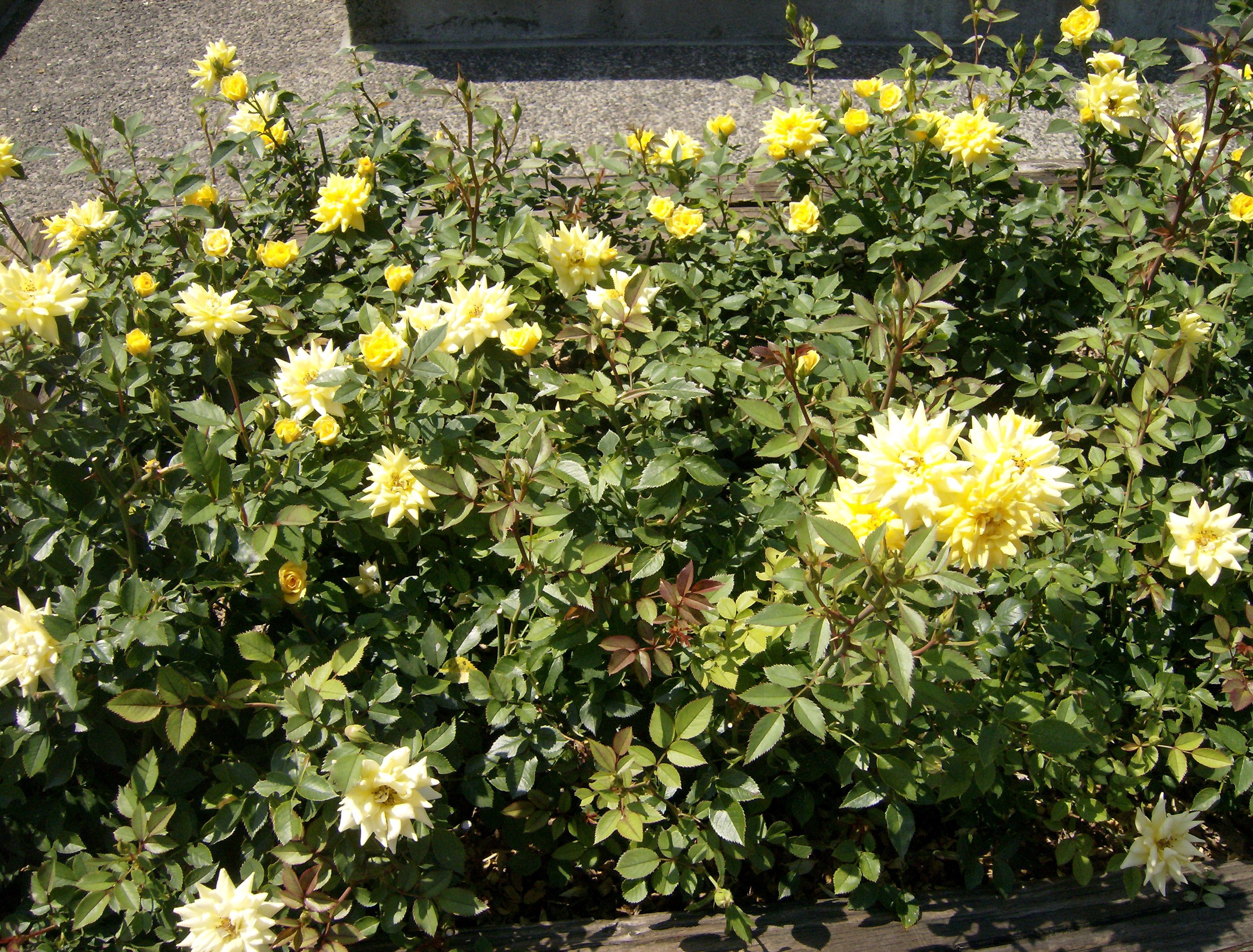 Yellow roses in a garden HD Wallpaper