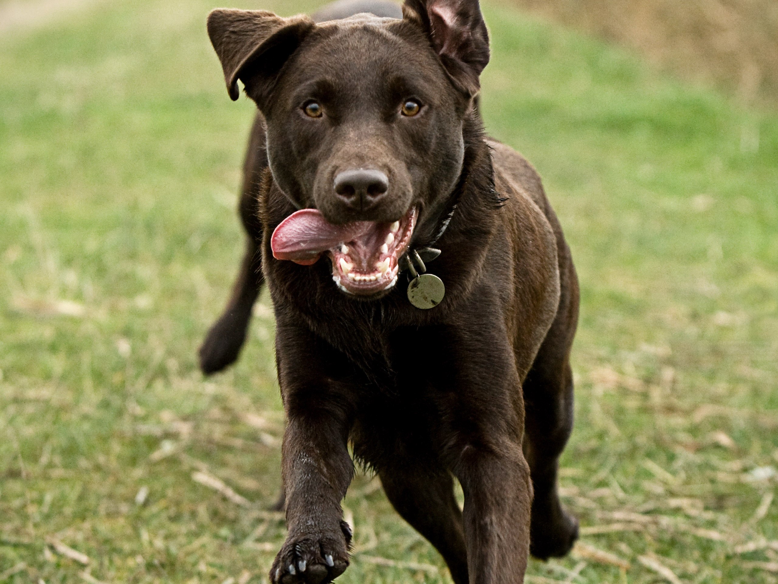 Chocolate Labrador dog running in a field HD Wallpaper