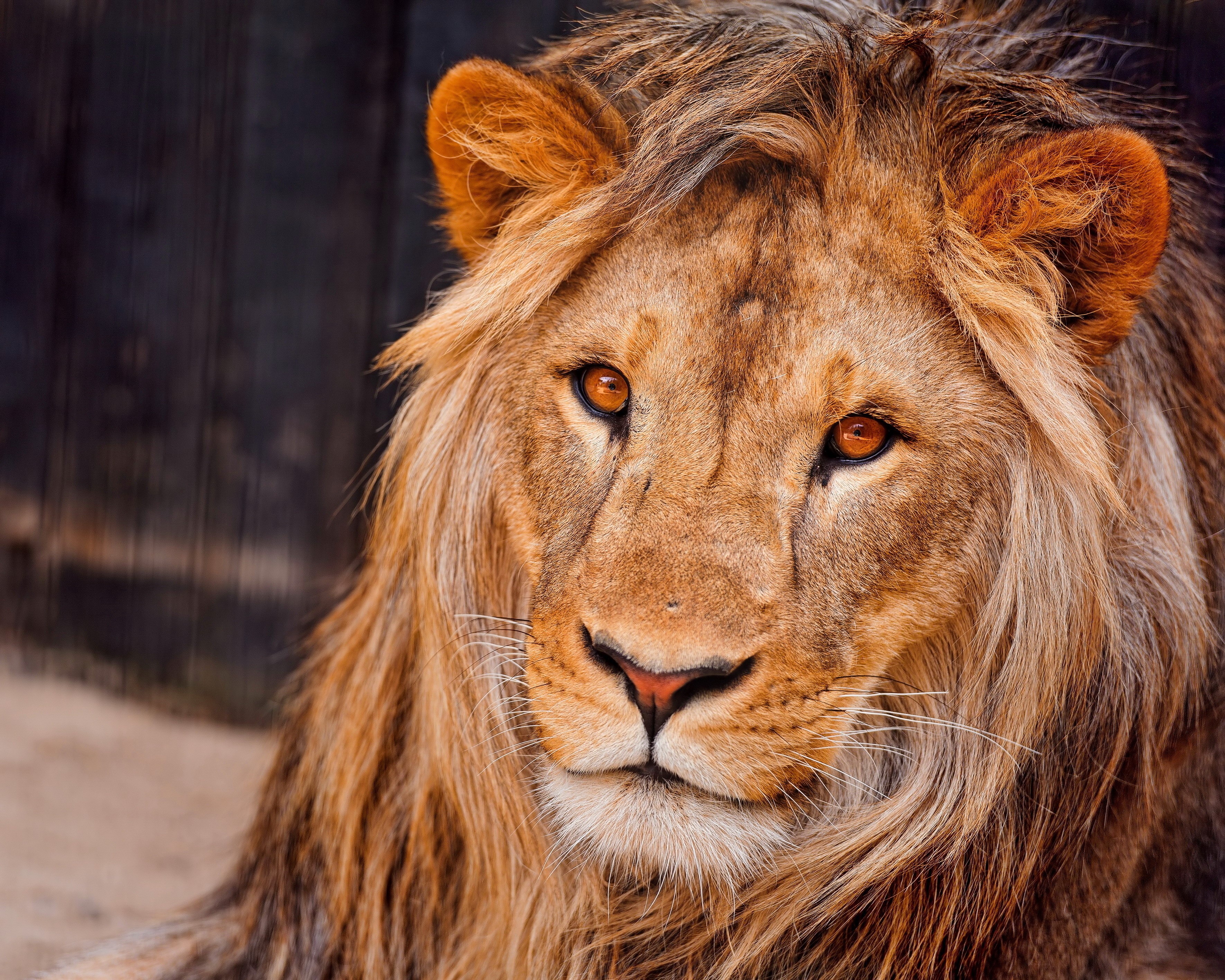 Close-up of a male lion's face HD Wallpaper