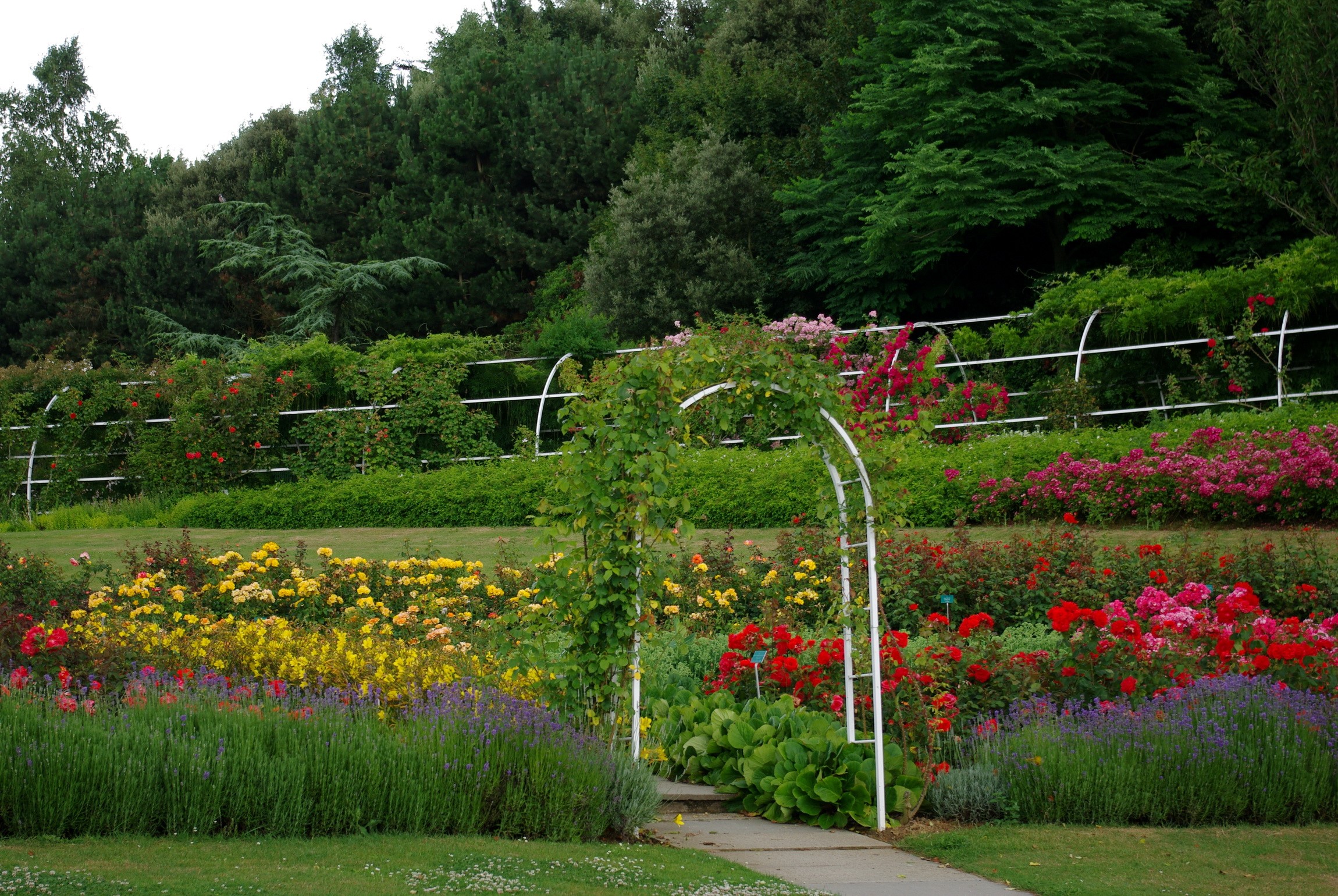 A beautiful rose garden with an archway HD Wallpaper