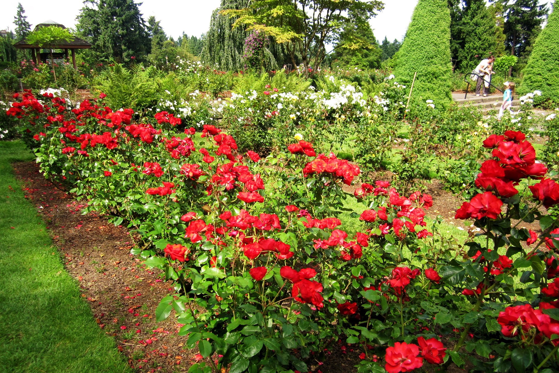 Rose garden with people and trees HD Wallpaper