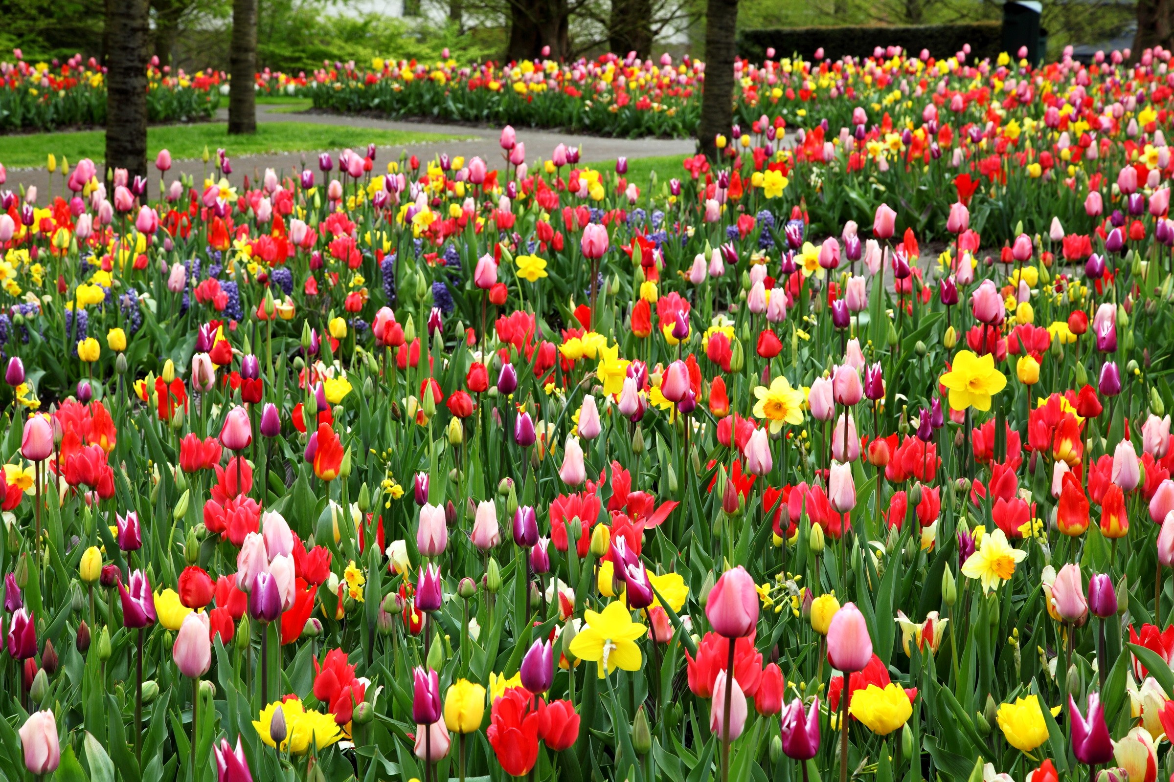 A field of colorful tulips and daffodils in bloom HD Wallpaper