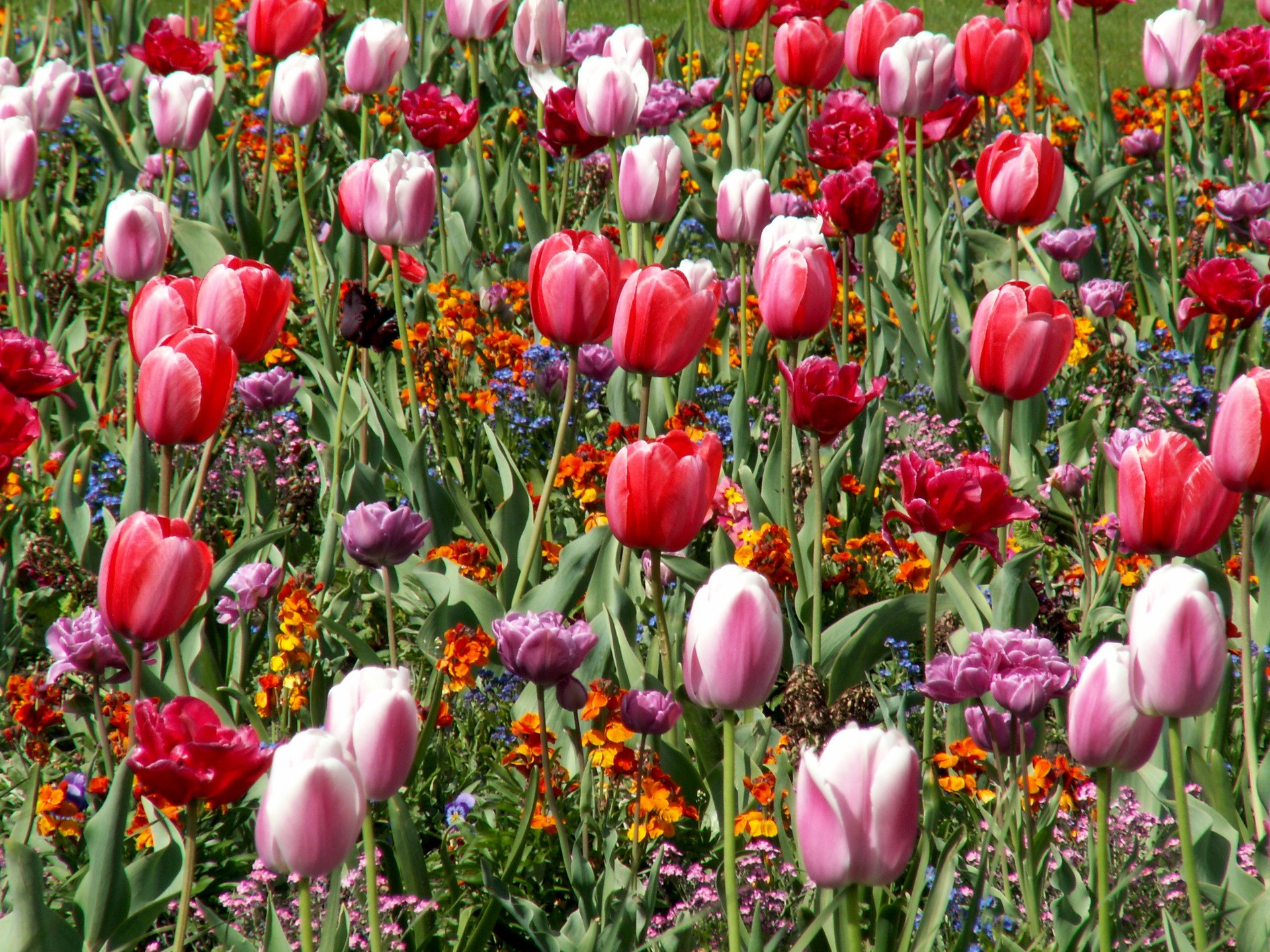 Field of colorful tulips and other flowers HD Wallpaper