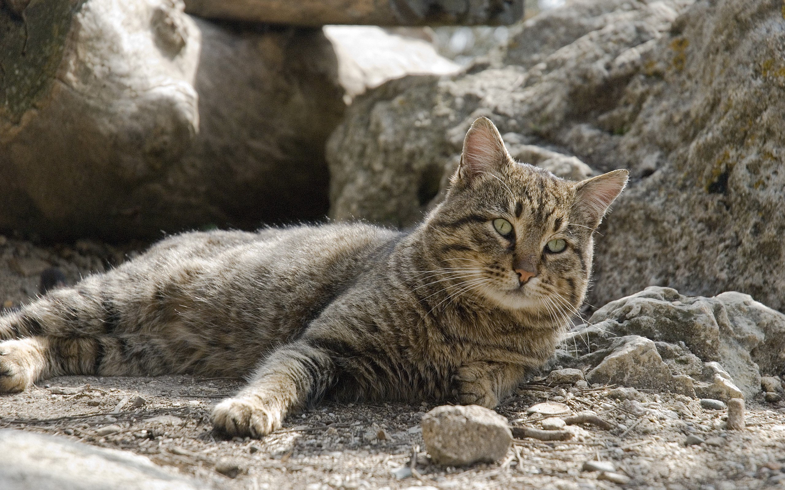 Tabby cat lying on the ground near rocks HD Wallpaper