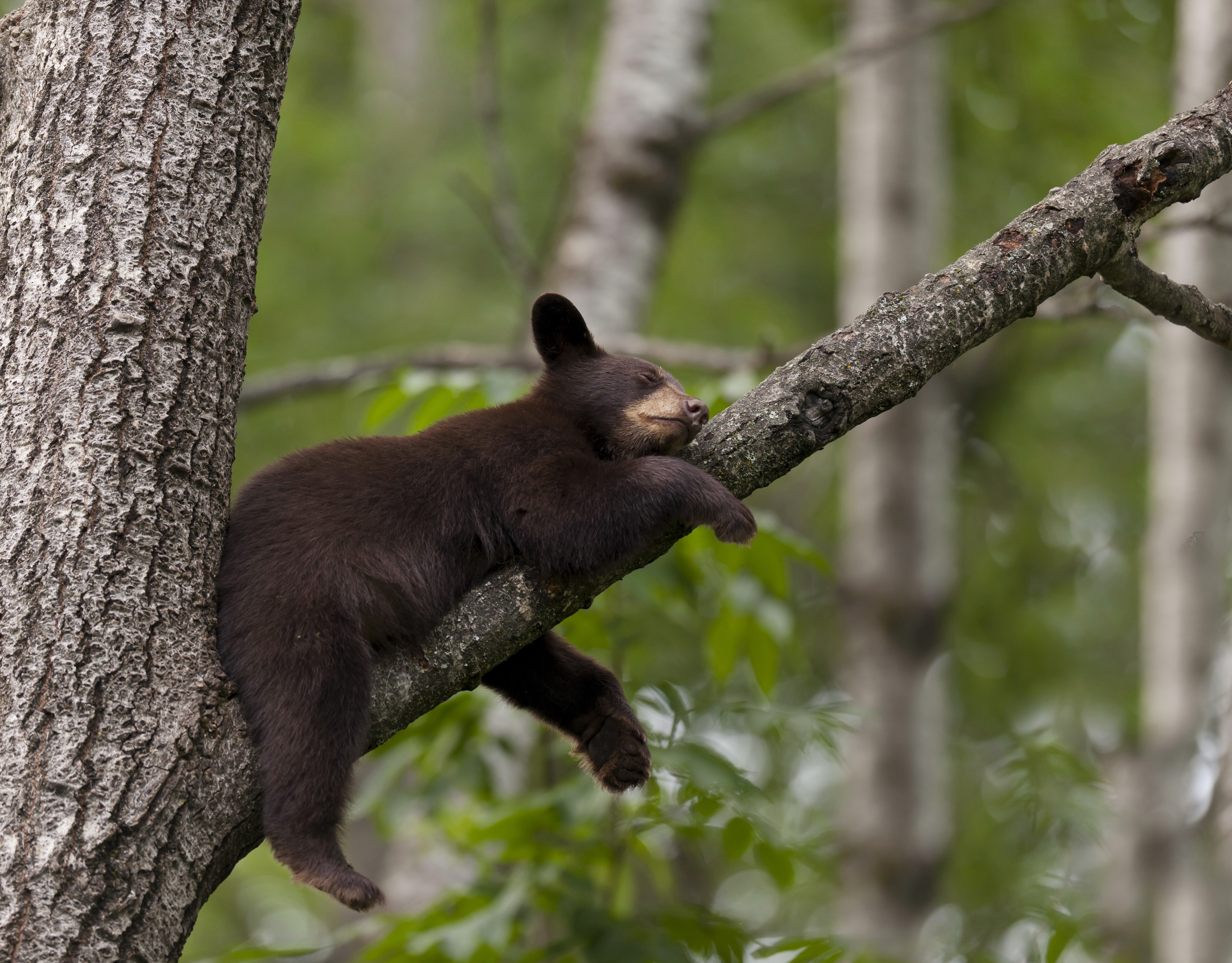 Black bear cub sleeping on a tree branch HD Wallpaper