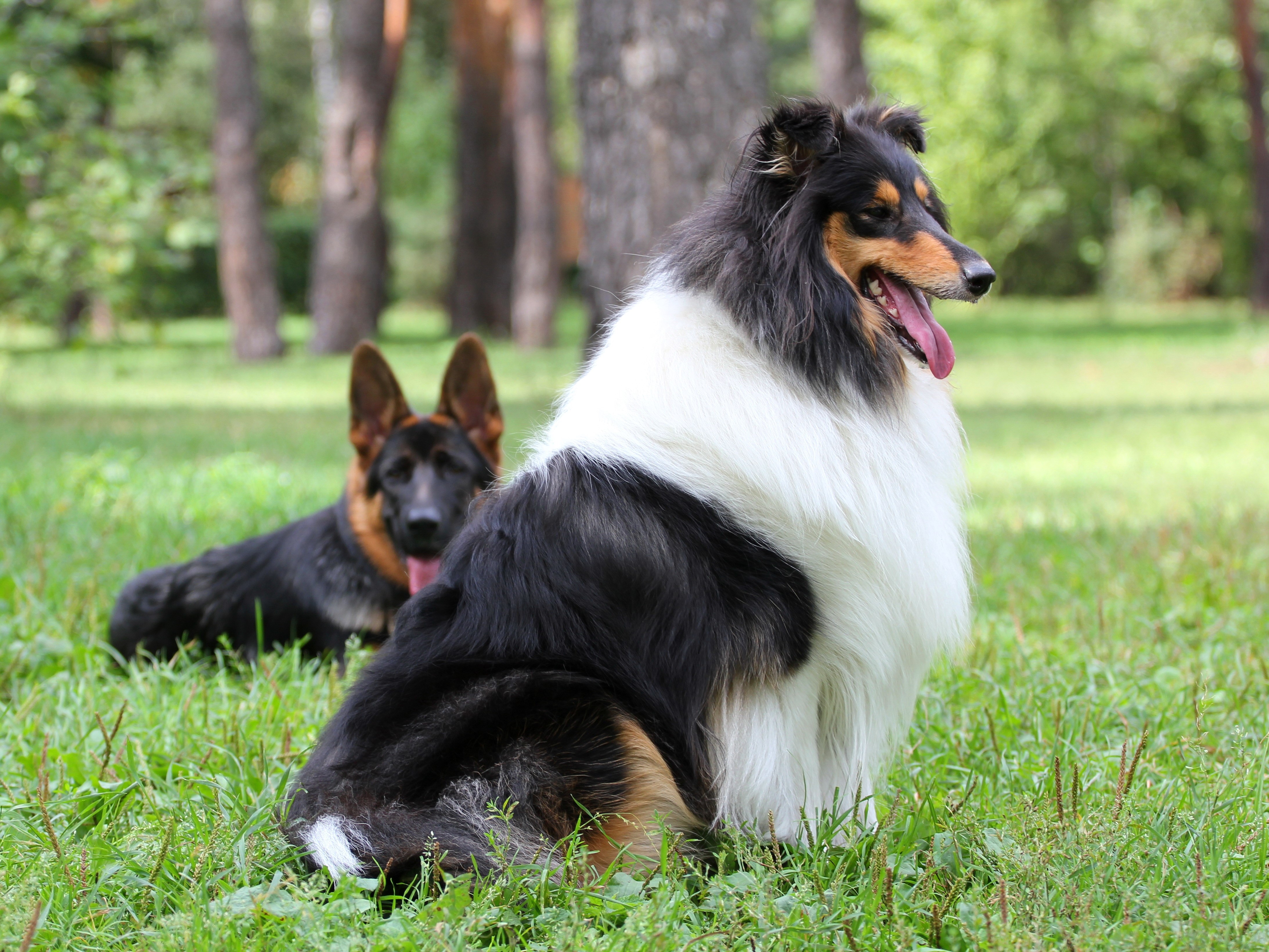 4K Dogs: Collie and German Shepherd HD Wallpaper