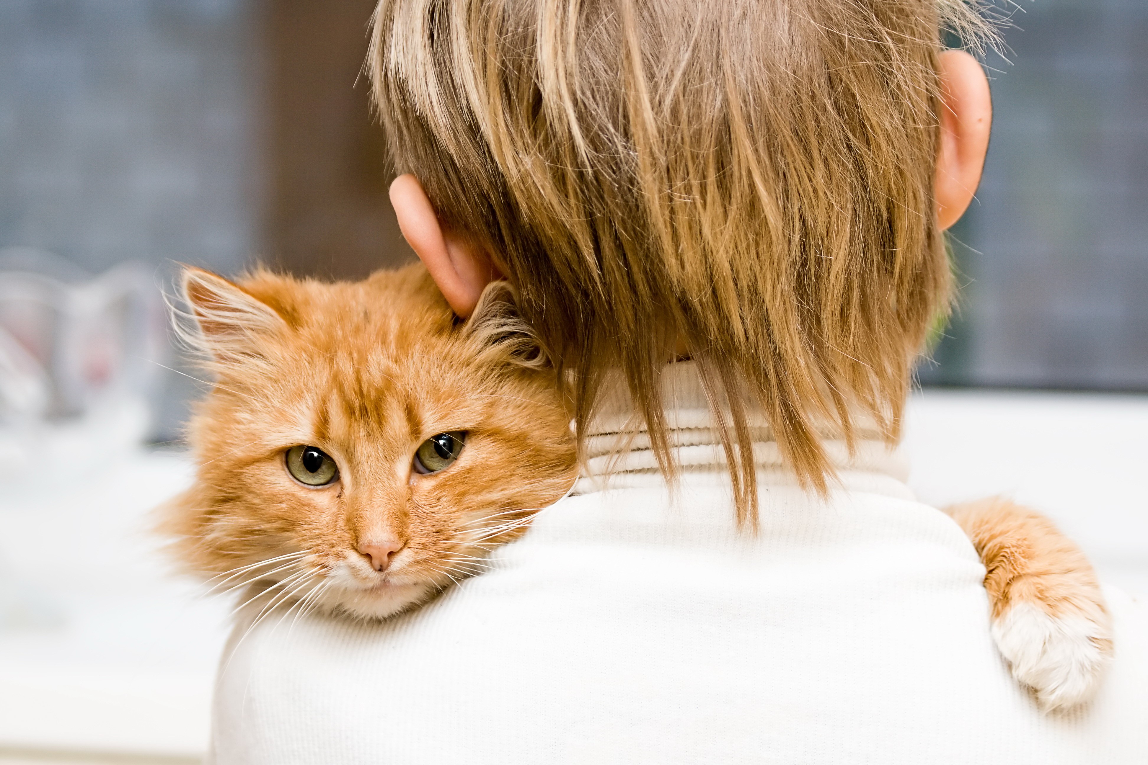 Ginger cat on a child's shoulder HD Wallpaper