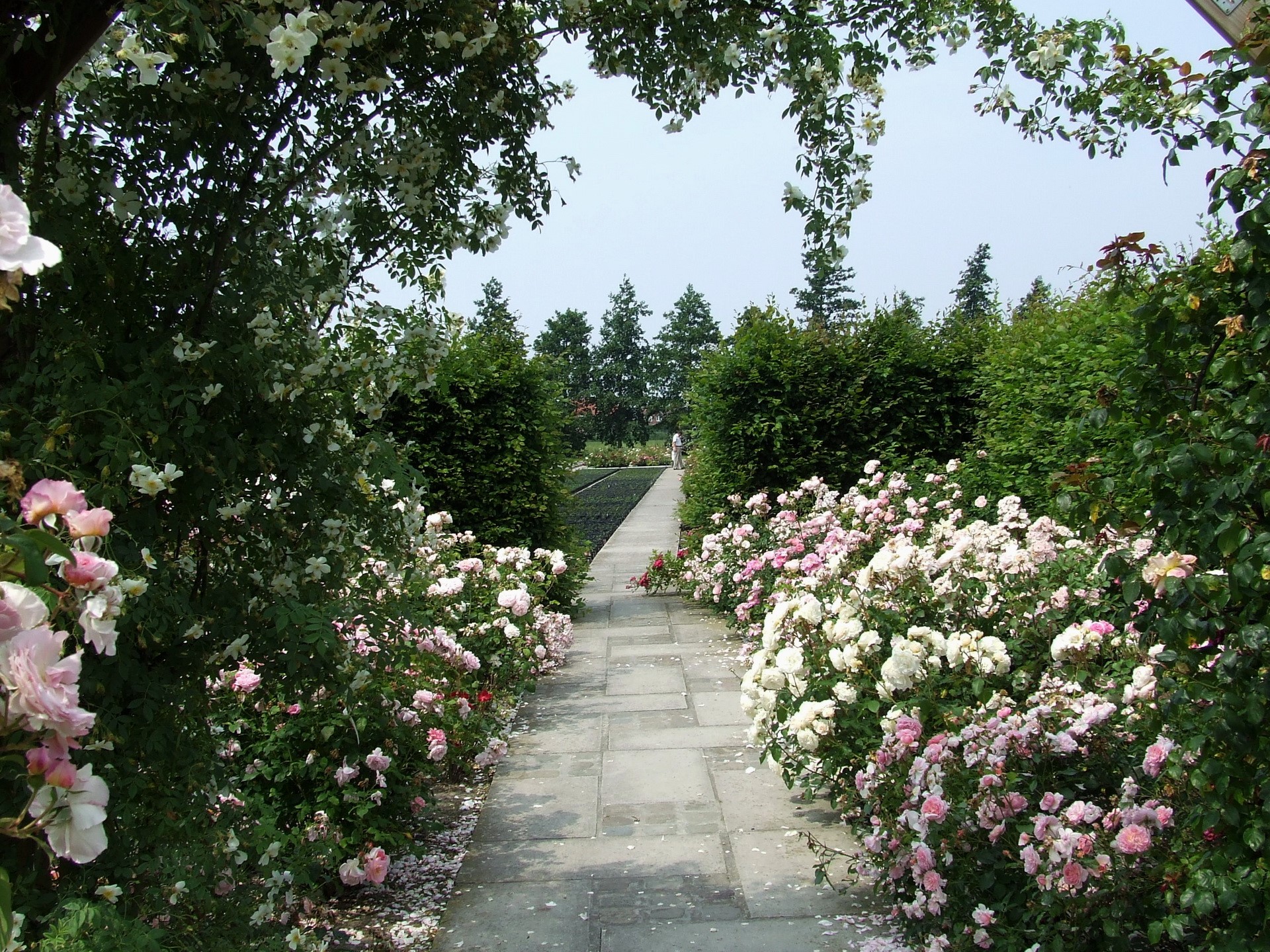 A paved path through a rose garden with manicured hedges HD Wallpaper
