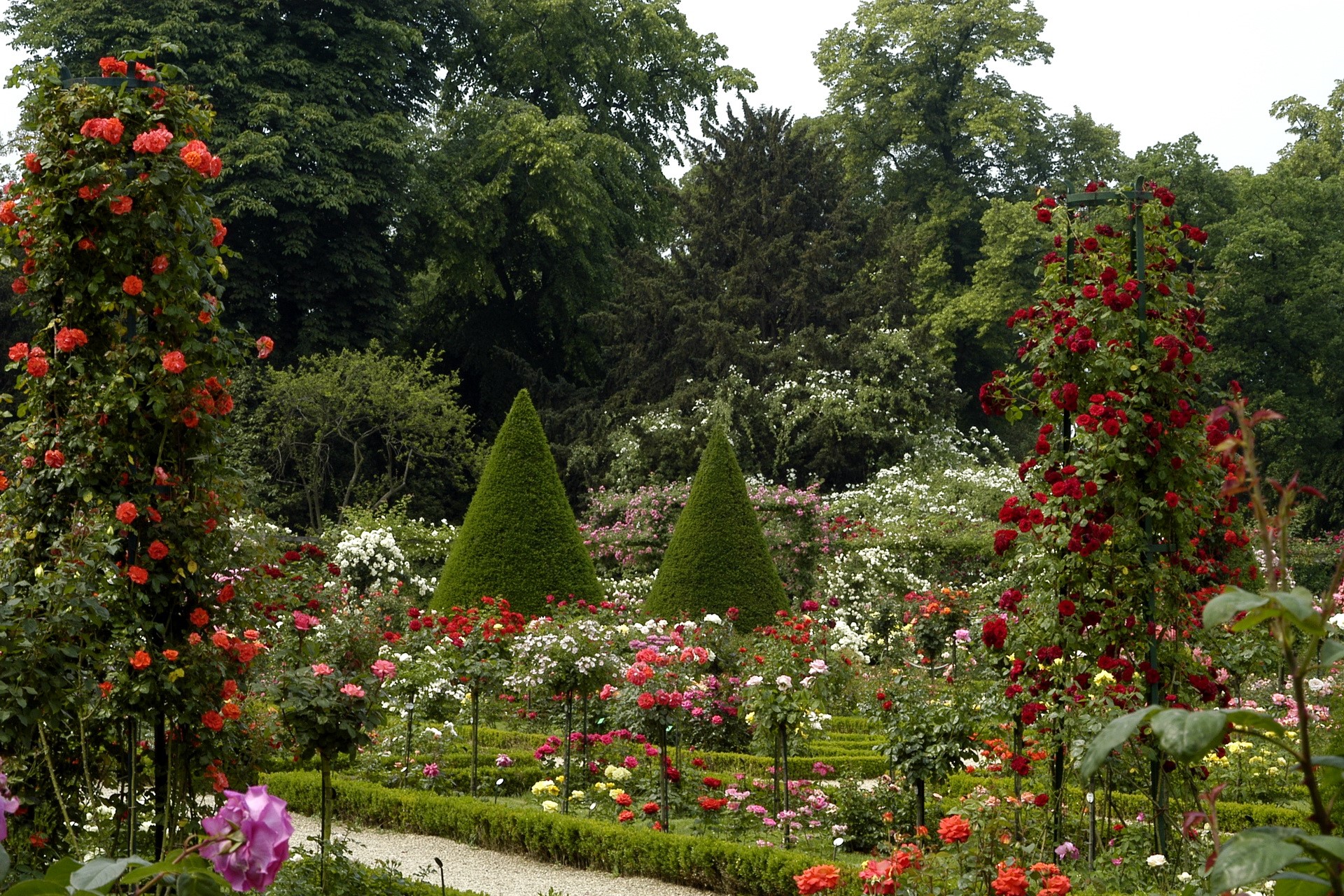 Rose garden with topiary trees in Park Bagatelle, France HD Wallpaper