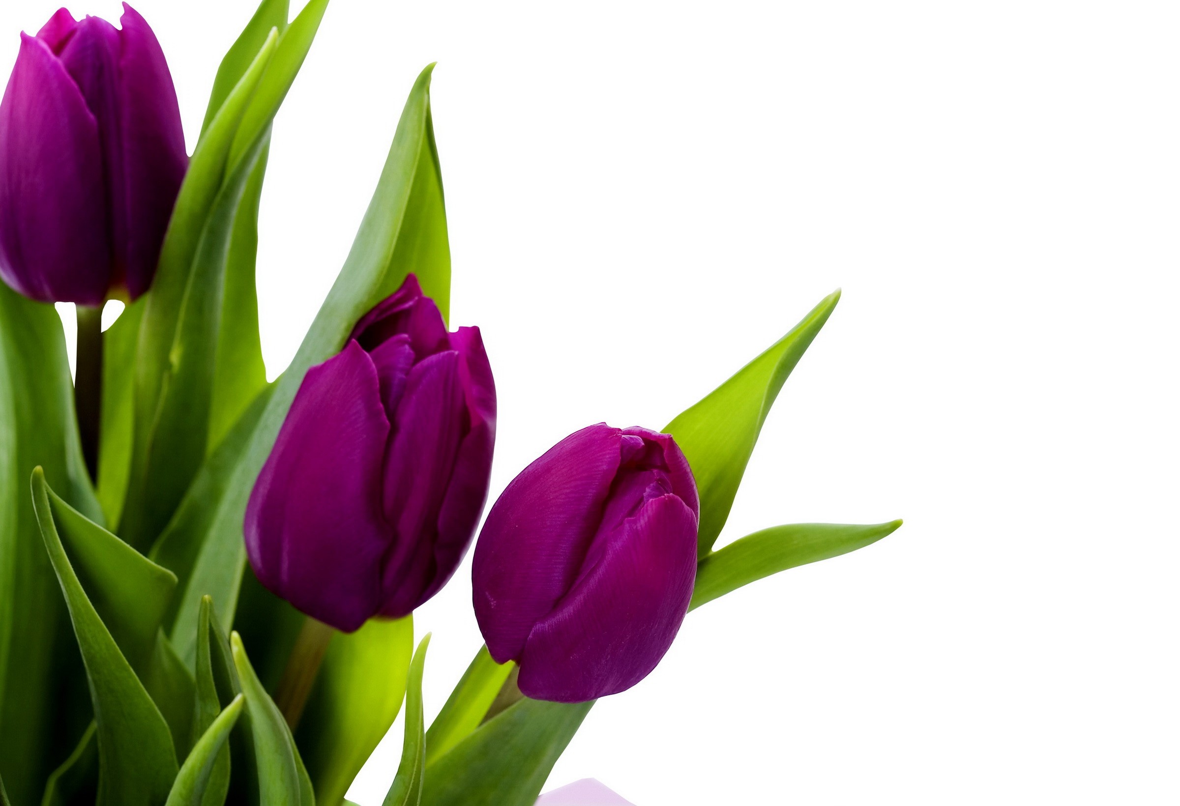 Purple Tulips with Green Leaves HD Wallpaper