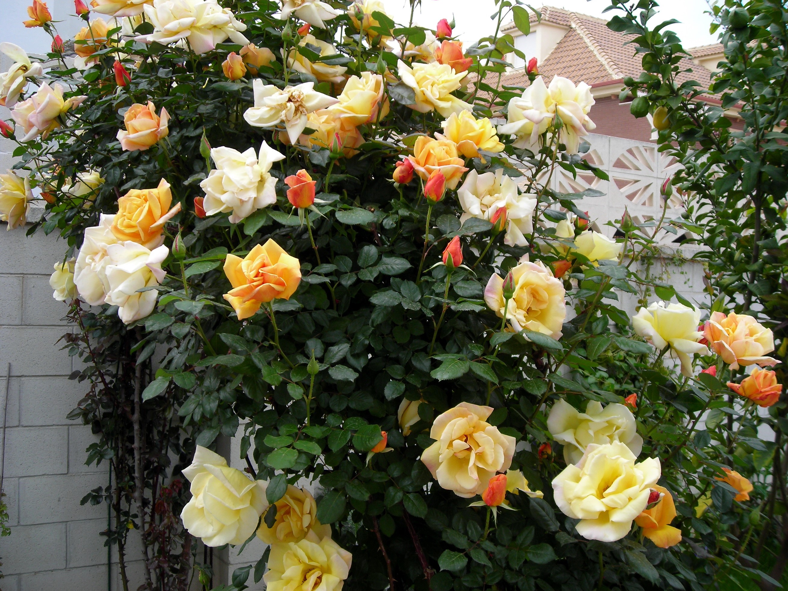A bush of yellow and orange roses climbing a wall HD Wallpaper
