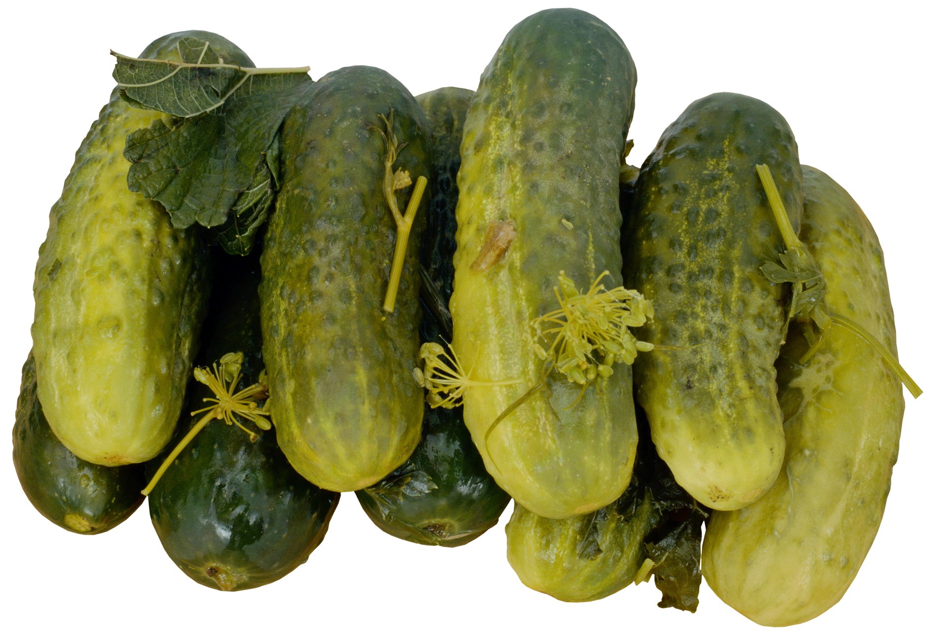 Pile of Pickles with Dill and Leaves HD Wallpaper