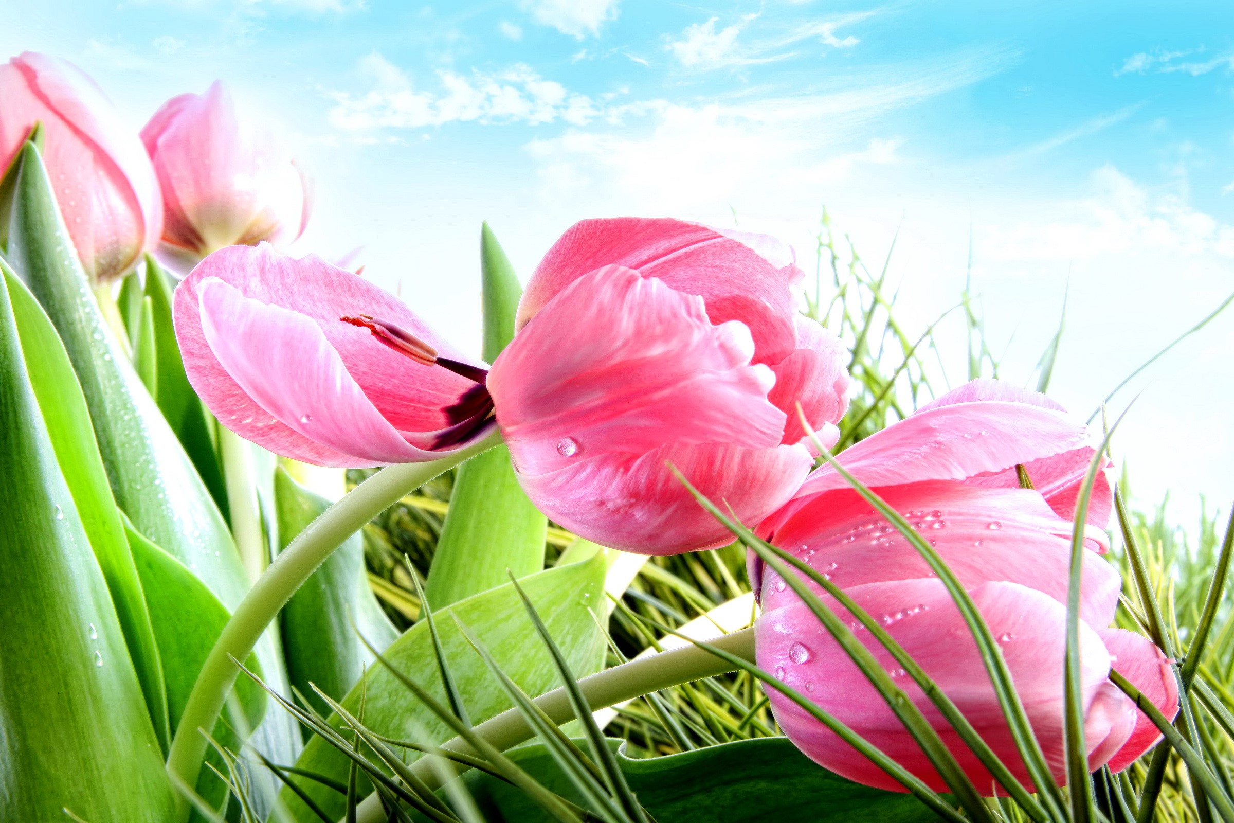 Pink Tulips in Bloom Against a Blue Sky HD Wallpaper