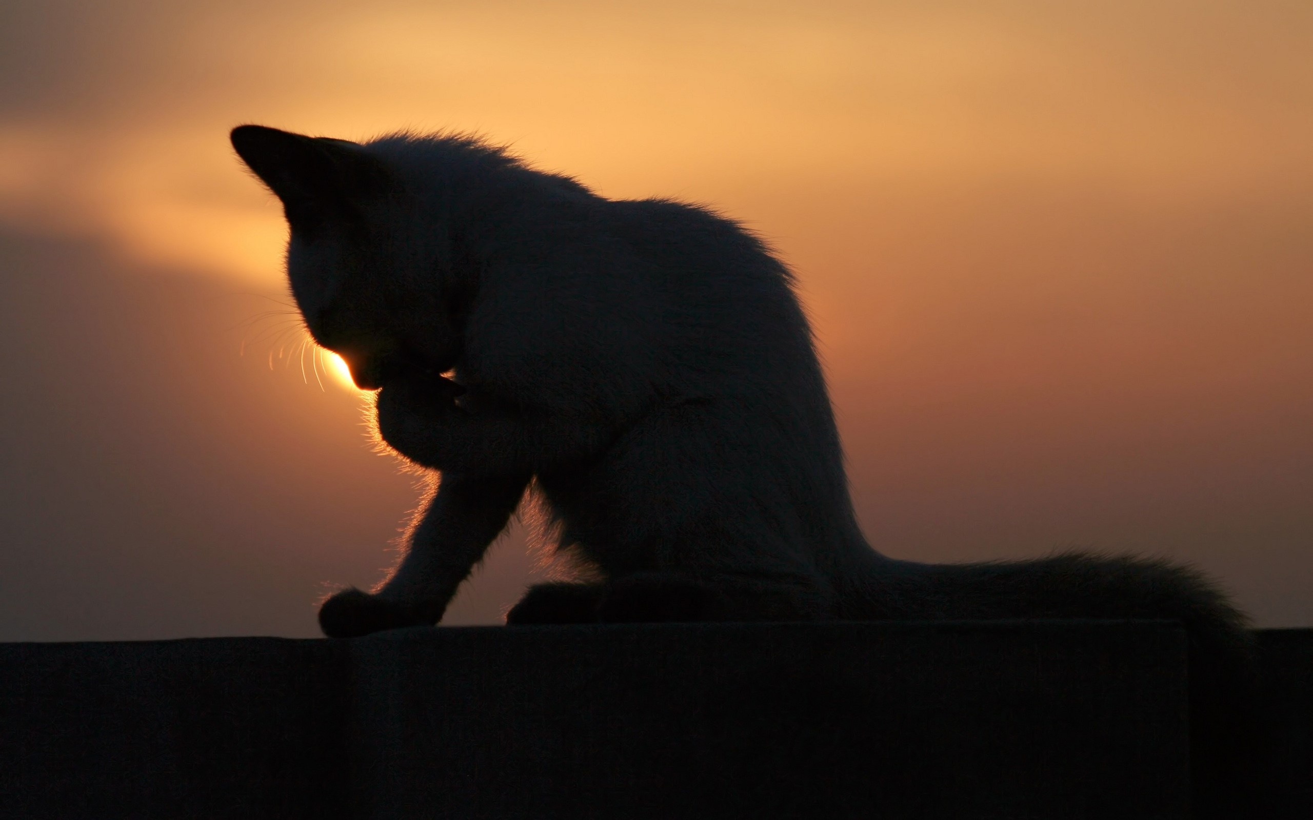 Cat grooming itself on a wall at sunset HD Wallpaper