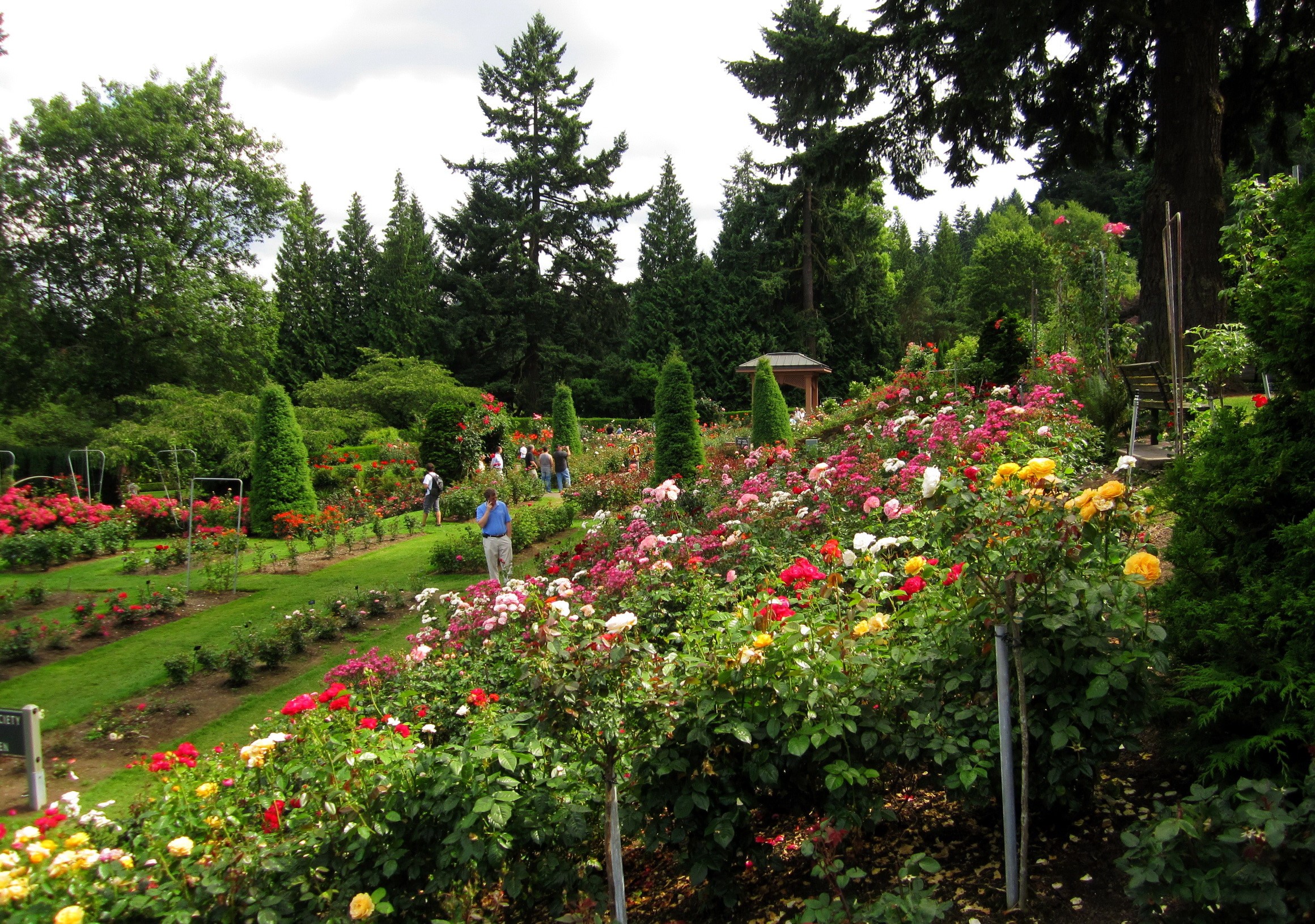 Rose garden with people walking on a hill HD Wallpaper